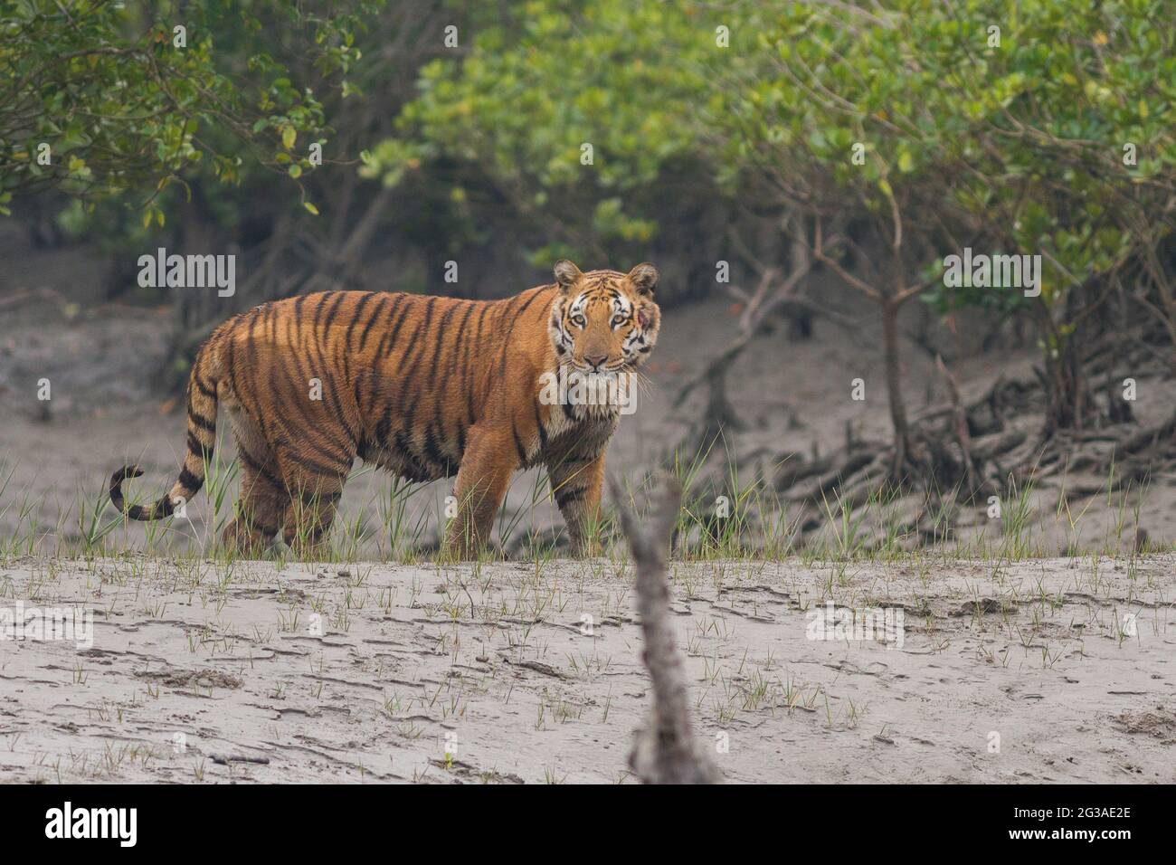 Verletzter dominanter erwachsener männlicher Bengaltiger, der auf dem Watt steht und im Sundarban Tiger Reserve, Westbengalen, Indien, auf Beute zurückblickt Stockfoto