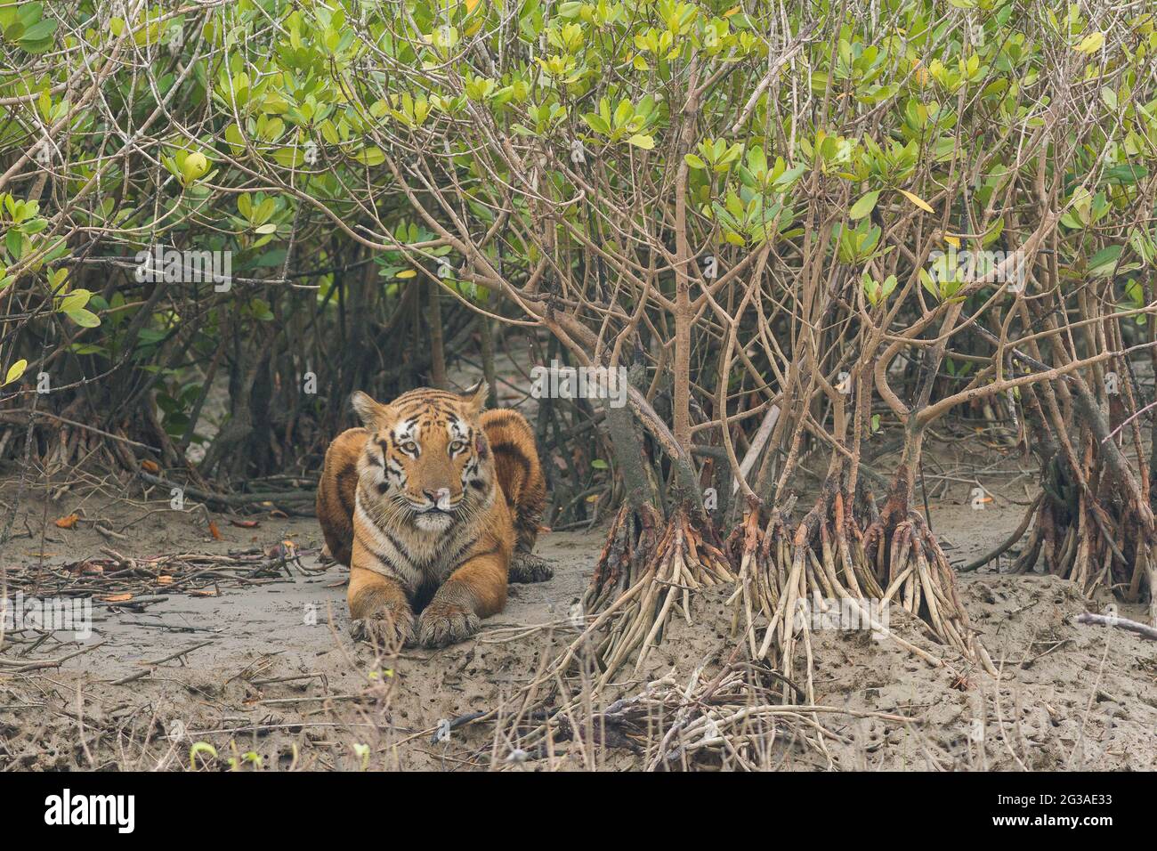 Verletzter dominanter erwachsener männlicher Bengaltiger, der auf dem Watt sitzt und im Sundarban Tiger Reserve, Westbengalen, Indien, nach Beute sucht Stockfoto