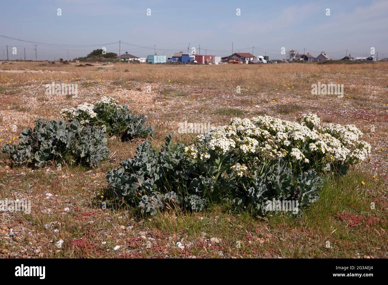 Sea Kale. Crambe maritima Crambe in Blüte bei Dungeness, Romeney Marsh, Kent, England, Großbritannien. Stockfoto