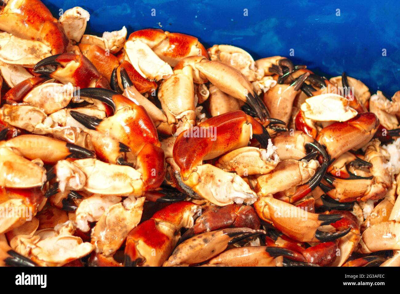 Frische Krabbenkrallen, Meeresfrüchte auf blauem Hintergrund Stockfoto