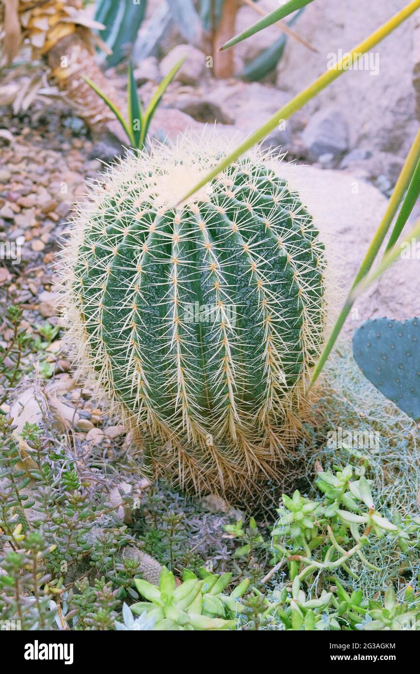 Kakteen wachsen in einem Gewächshaus. Kaktus Echinocactus grusonii. Stockfoto