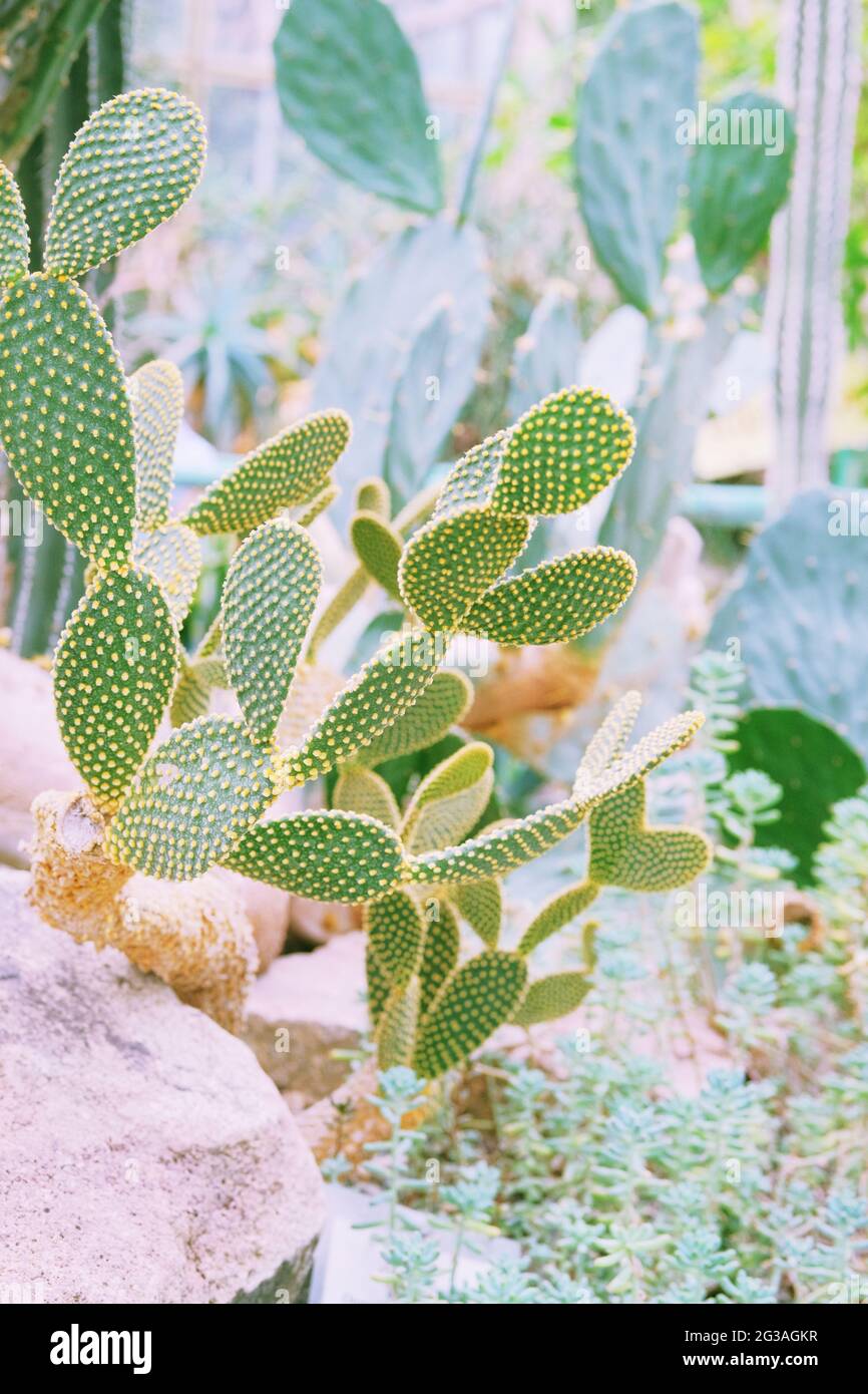 Kakteen wachsen in einem Gewächshaus. Kaktus-Mikrodasys. Stockfoto