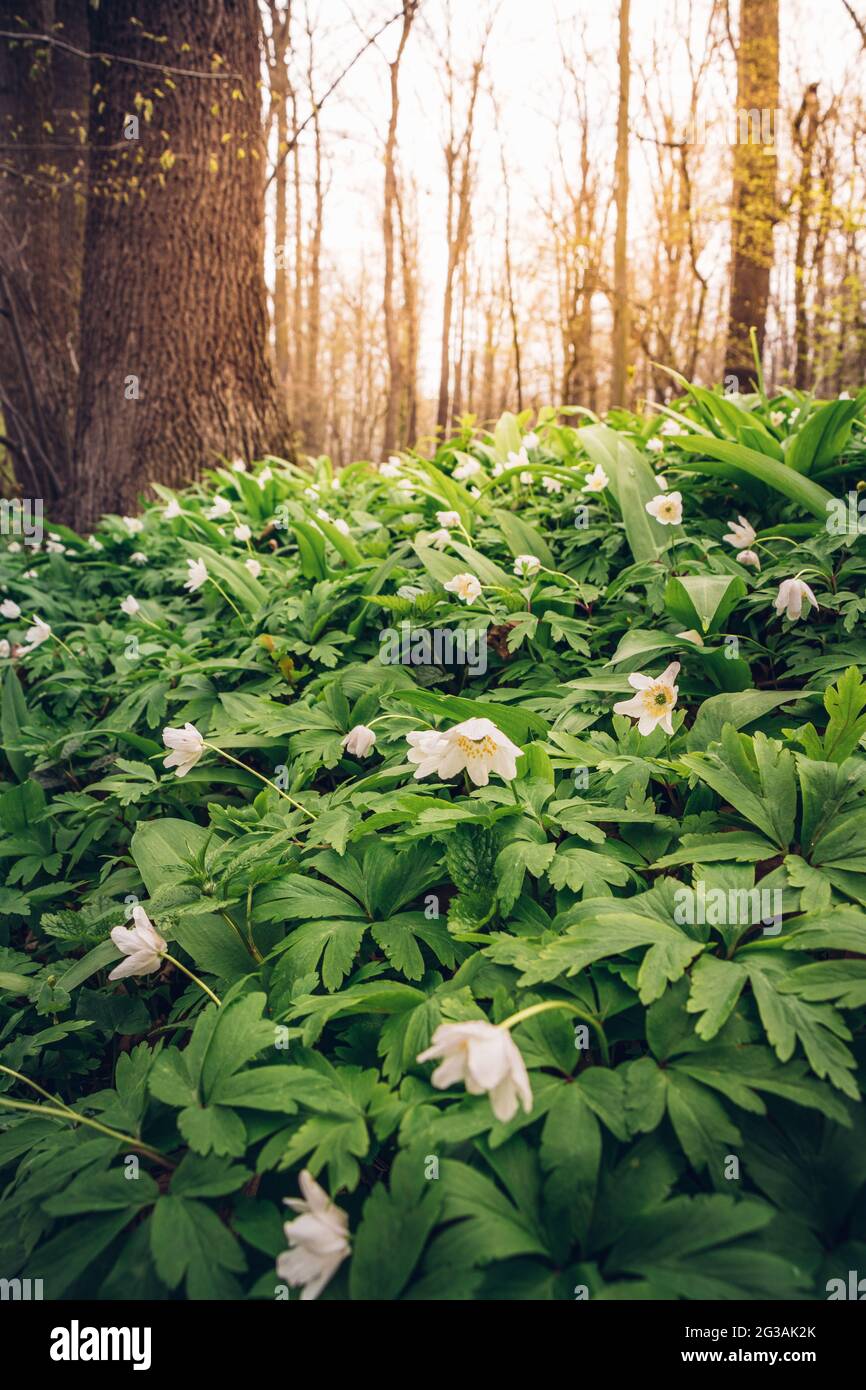 Detail der weißen Blüten von Anemonoides nemorosa, die aus dem grünen Meer im Gebiet um die Odra in der Tschechischen Republik aufsteigen. Federkiefer f Stockfoto