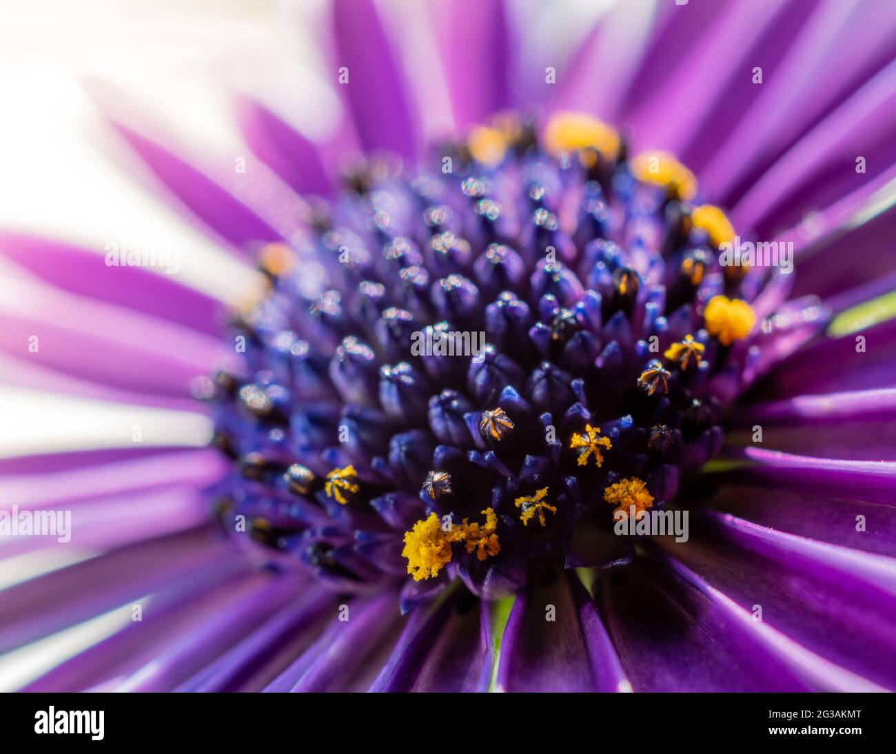 Nahaufnahme einer schönen violetten Osteospermum-Blume in einem Garten Stockfoto