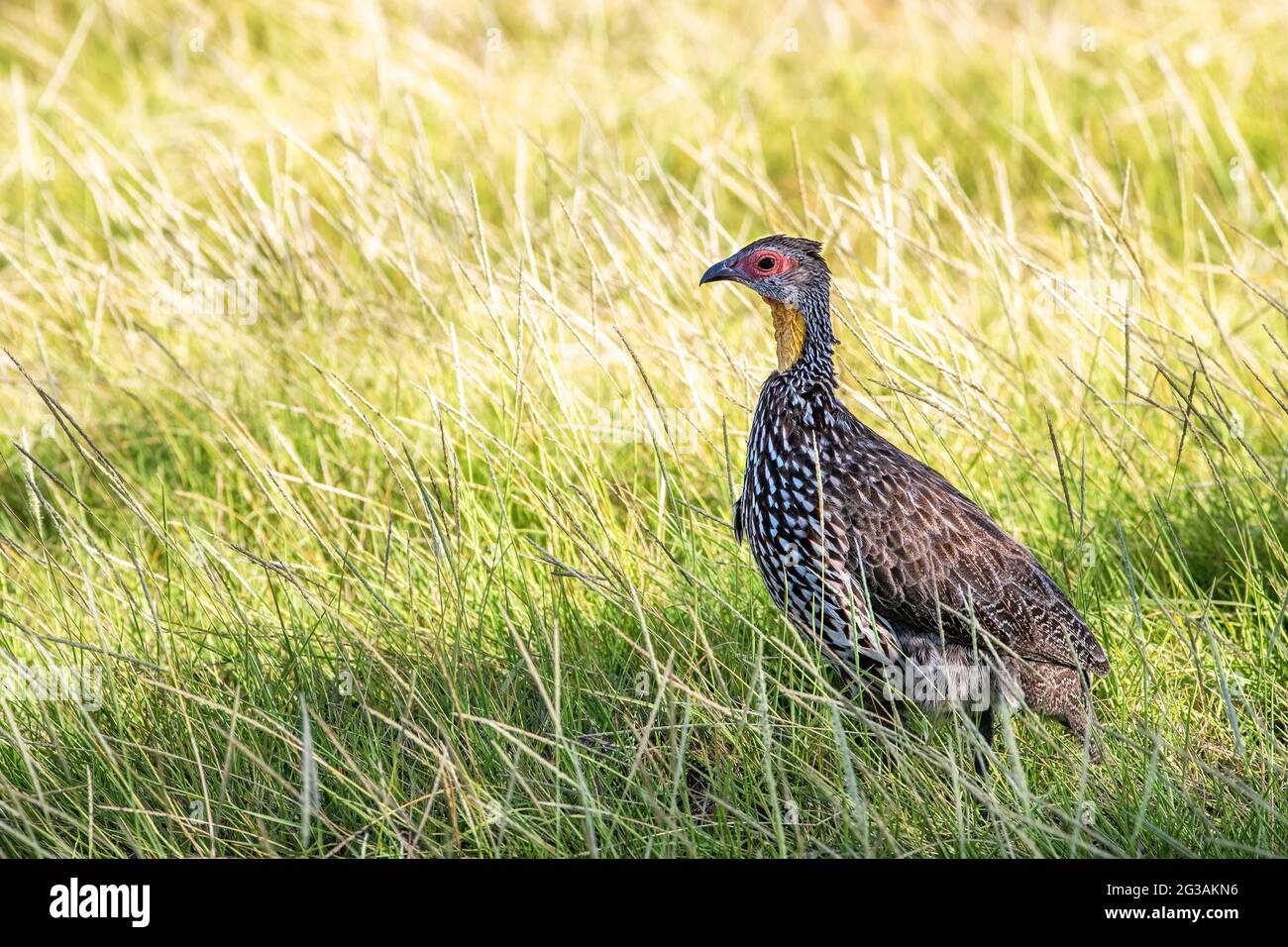 Ein gelbhalsiges Waldvögel, Pternistis leucoscepus, im langen Gras des Amboseli-Nationalparks in Kenia. Dies sind bodenbrüchige Birten und werden Futter Stockfoto