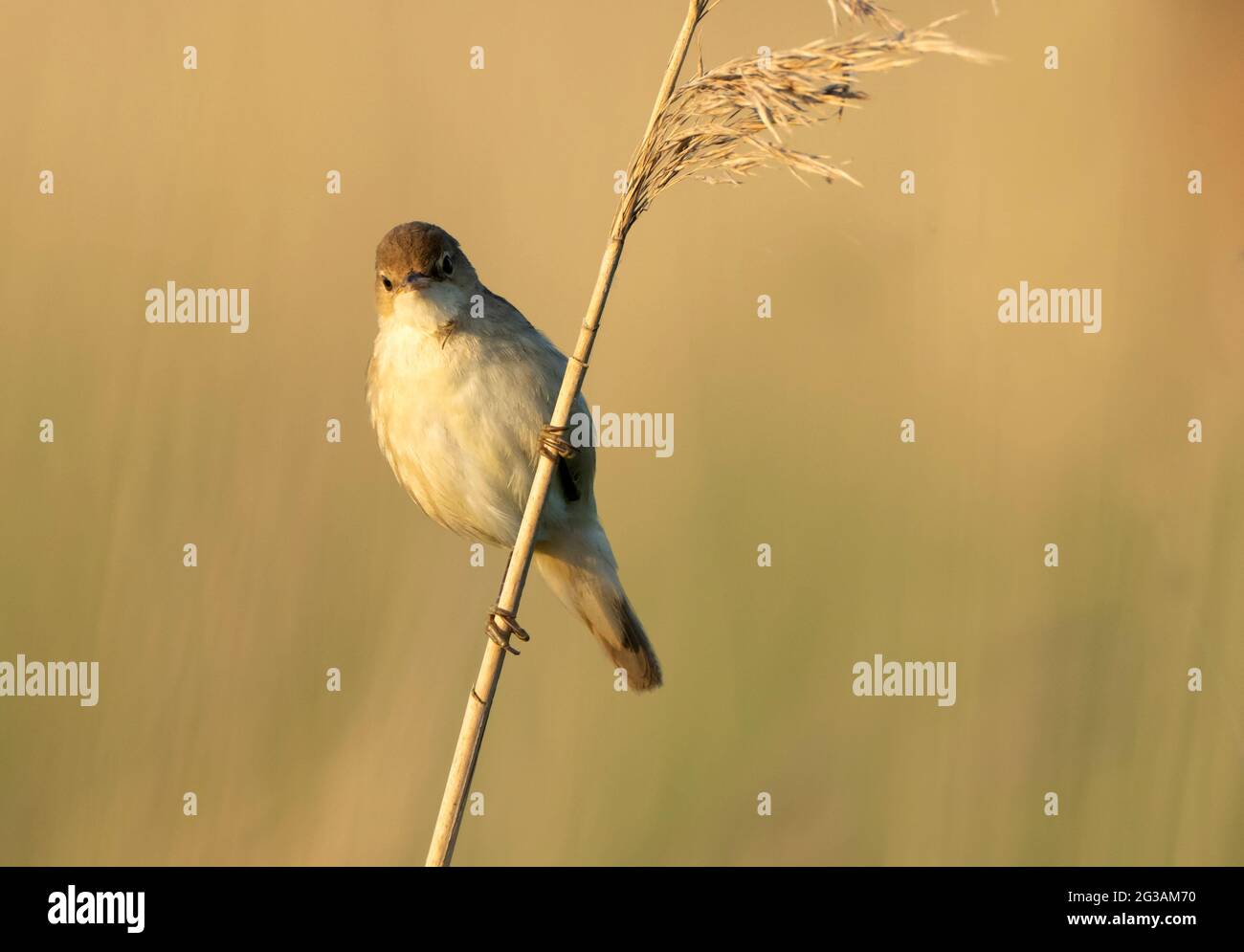 Ein Schilfrohrsänger (Acrocephalus scirpaceus), der in der frühen Morgensonne thront, Norfolk Stockfoto