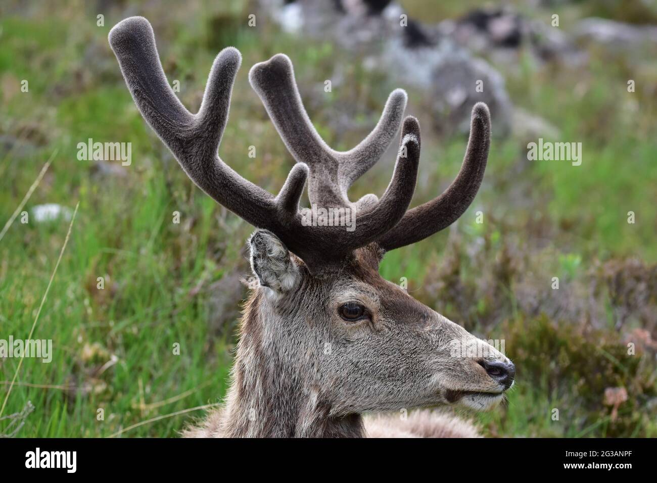 Rothirsch Callum zeigt samtbedeckte Geweihe in Torridon Schottland Stockfoto