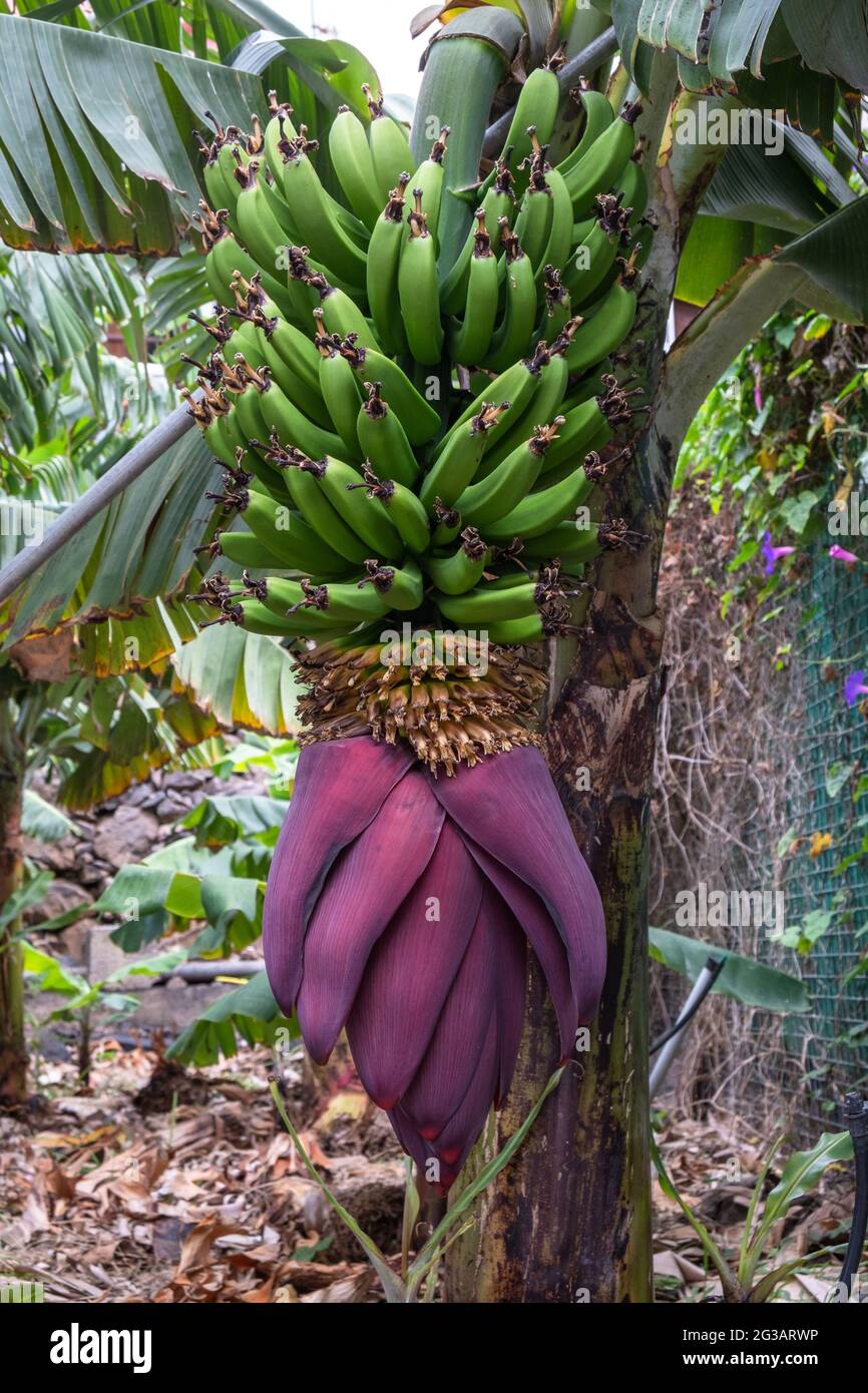 Bananenstaude mit Früchten und Blüten, auf der kanarischen Insel La Gomera, Spanien Stockfoto