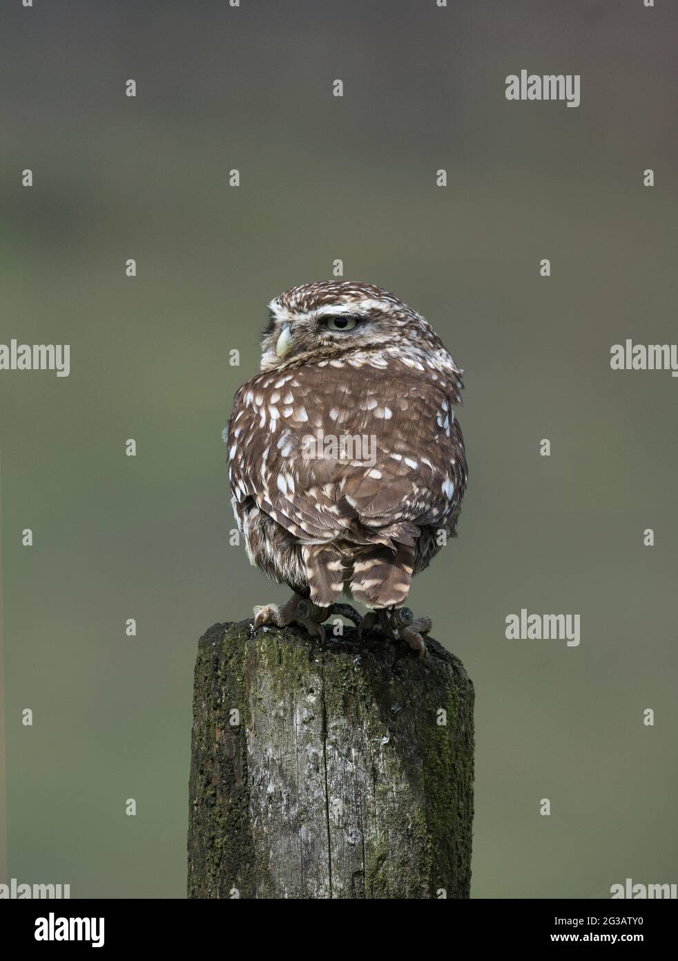 Kleine Eule, Athene noctua, sitzt auf einem Holzpfosten, Großbritannien Stockfoto