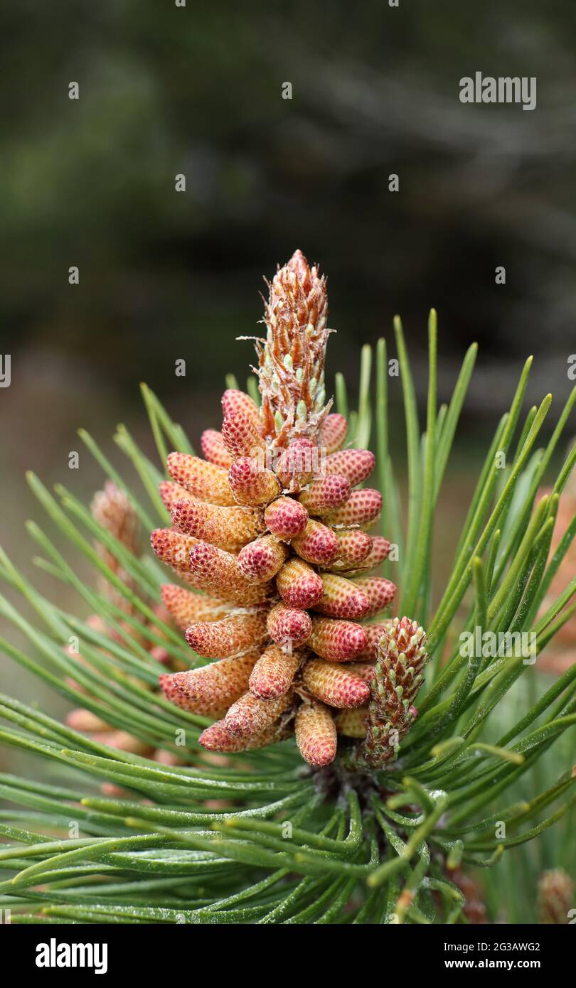 Male Pine Cone, Großbritannien Stockfoto