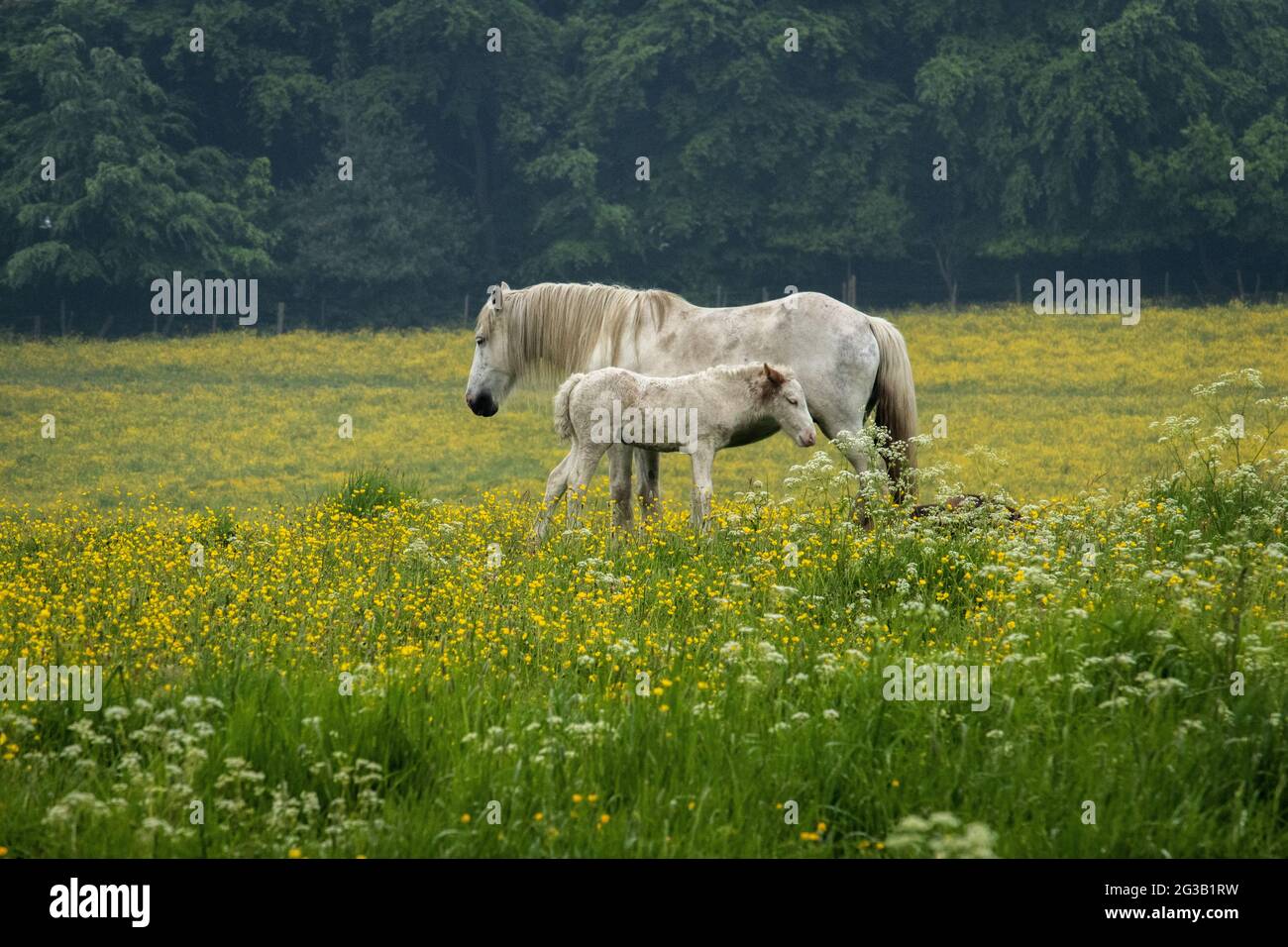 Ein neugeborenes Fohlen suckt von seiner Mutter. Stockfoto