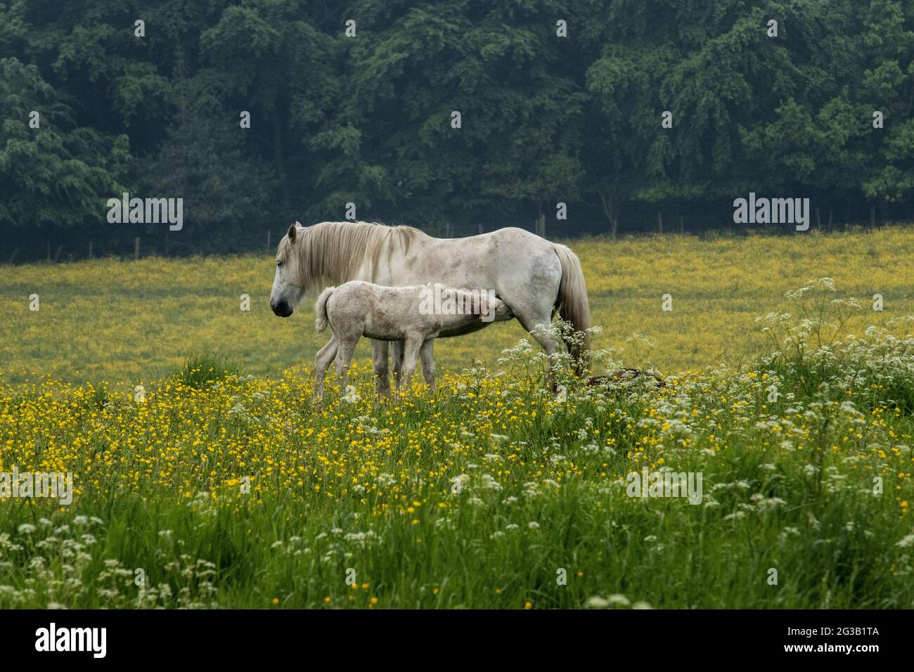 Eine Mutter suckt ihr neugeborenes Fohlen auf einer Wiese aus Butterblumen Stockfoto