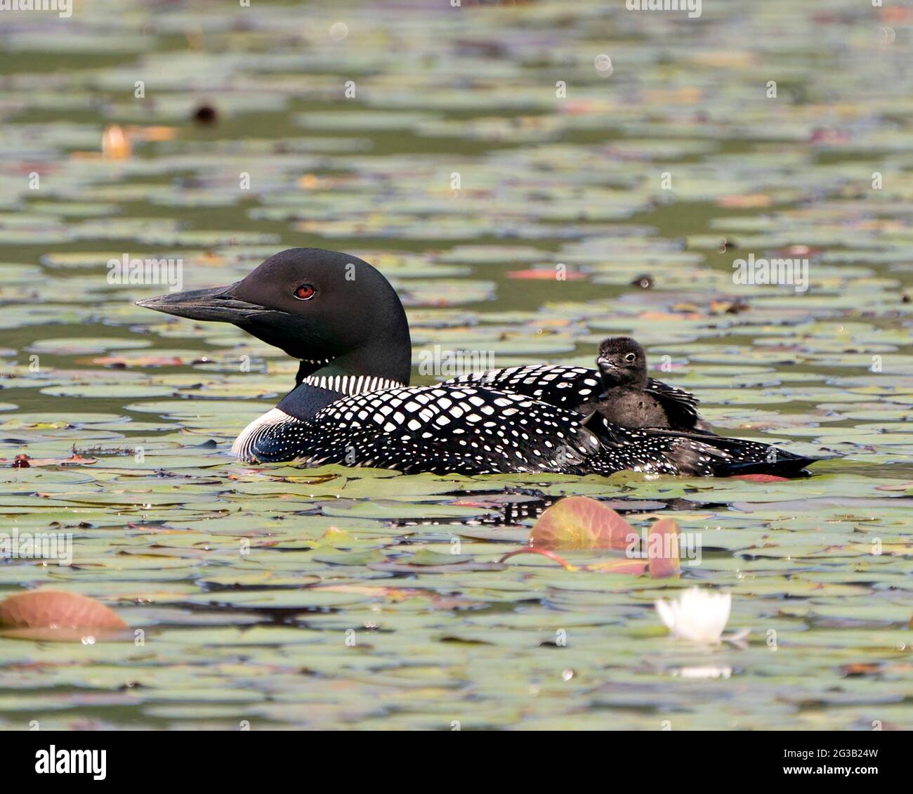 Gemeiner Loon Und Baby Kuken Loon Reiten Auf Dem Rucken Der Eltern Und Feiern Das Neue Leben Mit Seerosenpads In Ihrer Umgebung Und Ihrem Lebensraum Stockfotografie Alamy