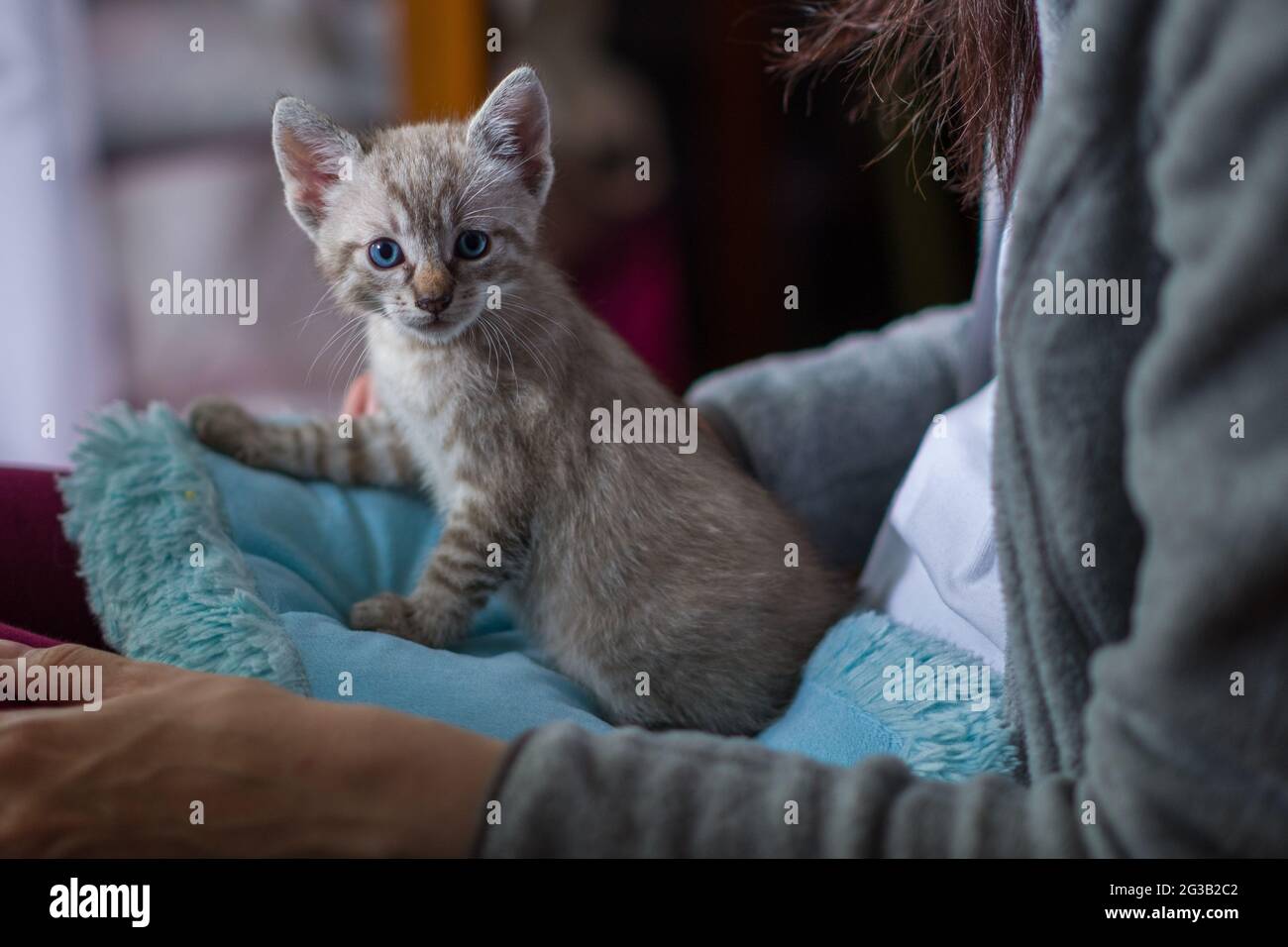 Frau mit Kitty. Stockfoto