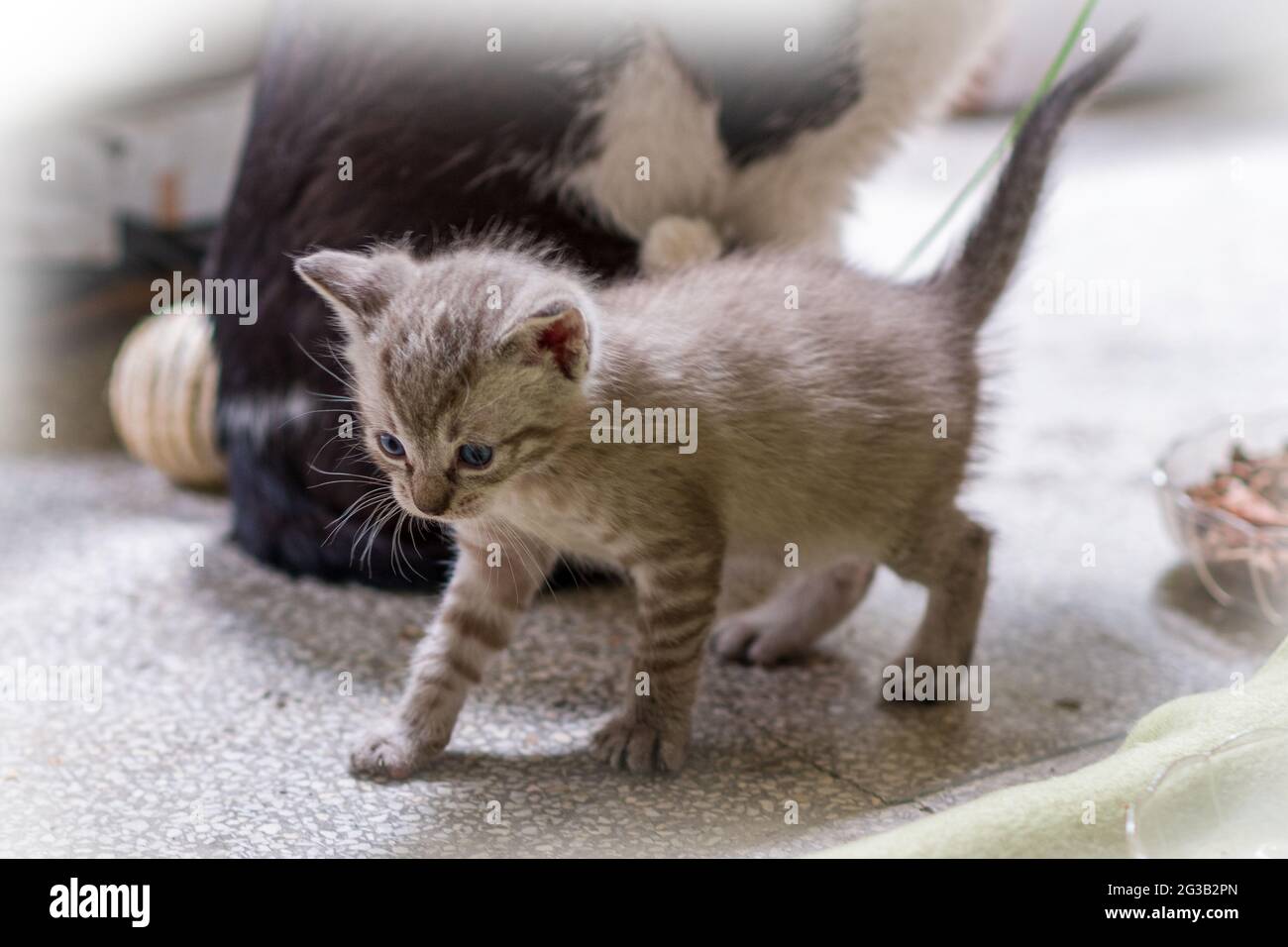 Cute Kitten Stockfoto