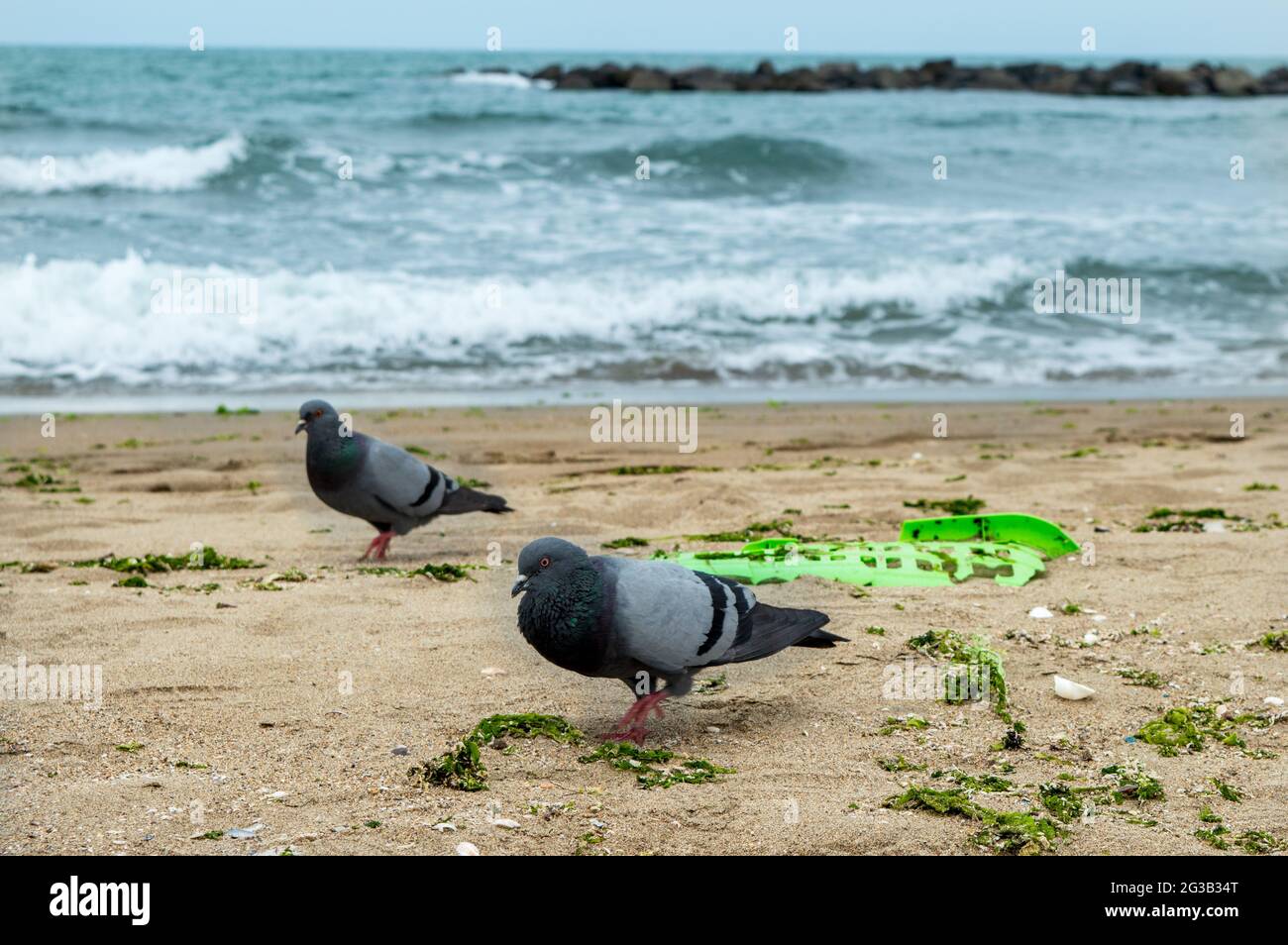 Zwei Tauben am Strand und ein grüner Plastikmüll. Umweltverschmutzung und Tiere. Umweltverschmutzung am Strand und Tiere, die davon betroffen sind. Stockfoto