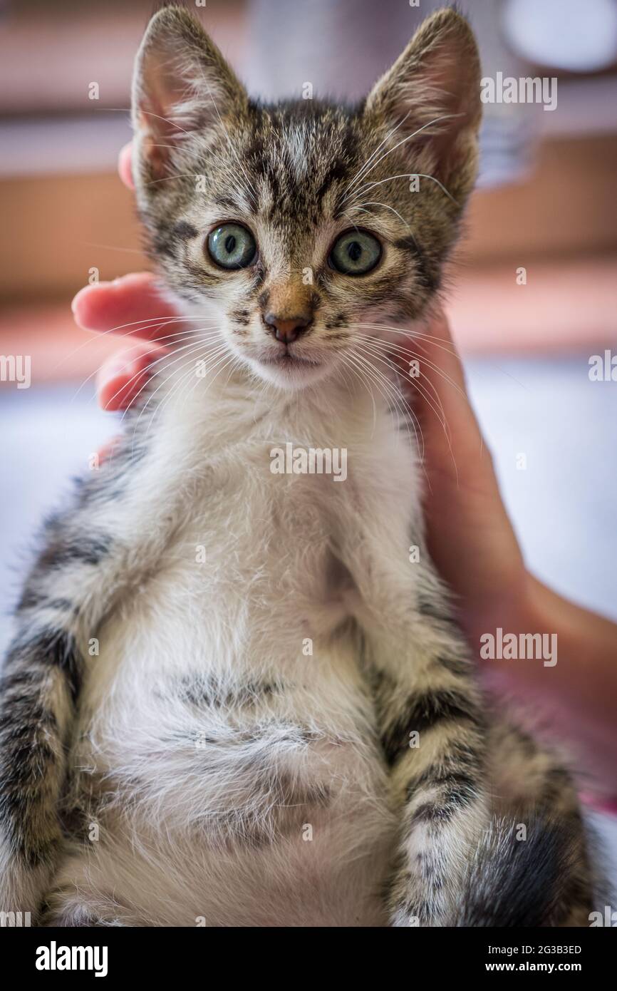 Cute Kitten Stockfoto