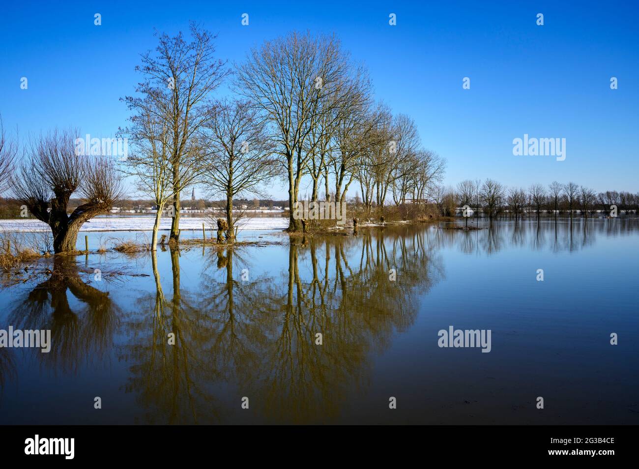 Baumgrenze mit Reflexion in der überfluteten Hochwasserebene des Flusses IJssel, im Winter, Niederlande. Stockfoto