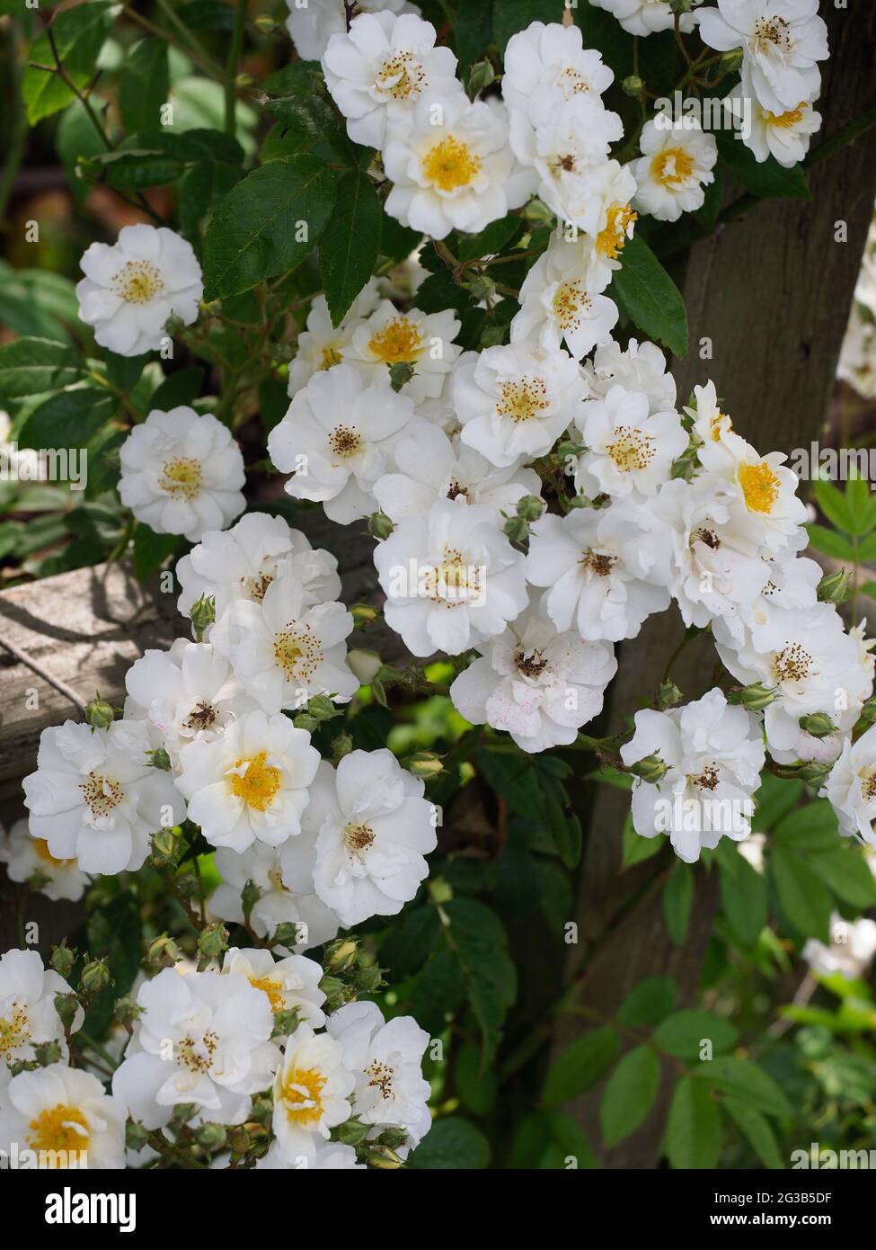 Vertikales Porträt einer weißen Kletterrose mit vielen Blüten Stockfoto