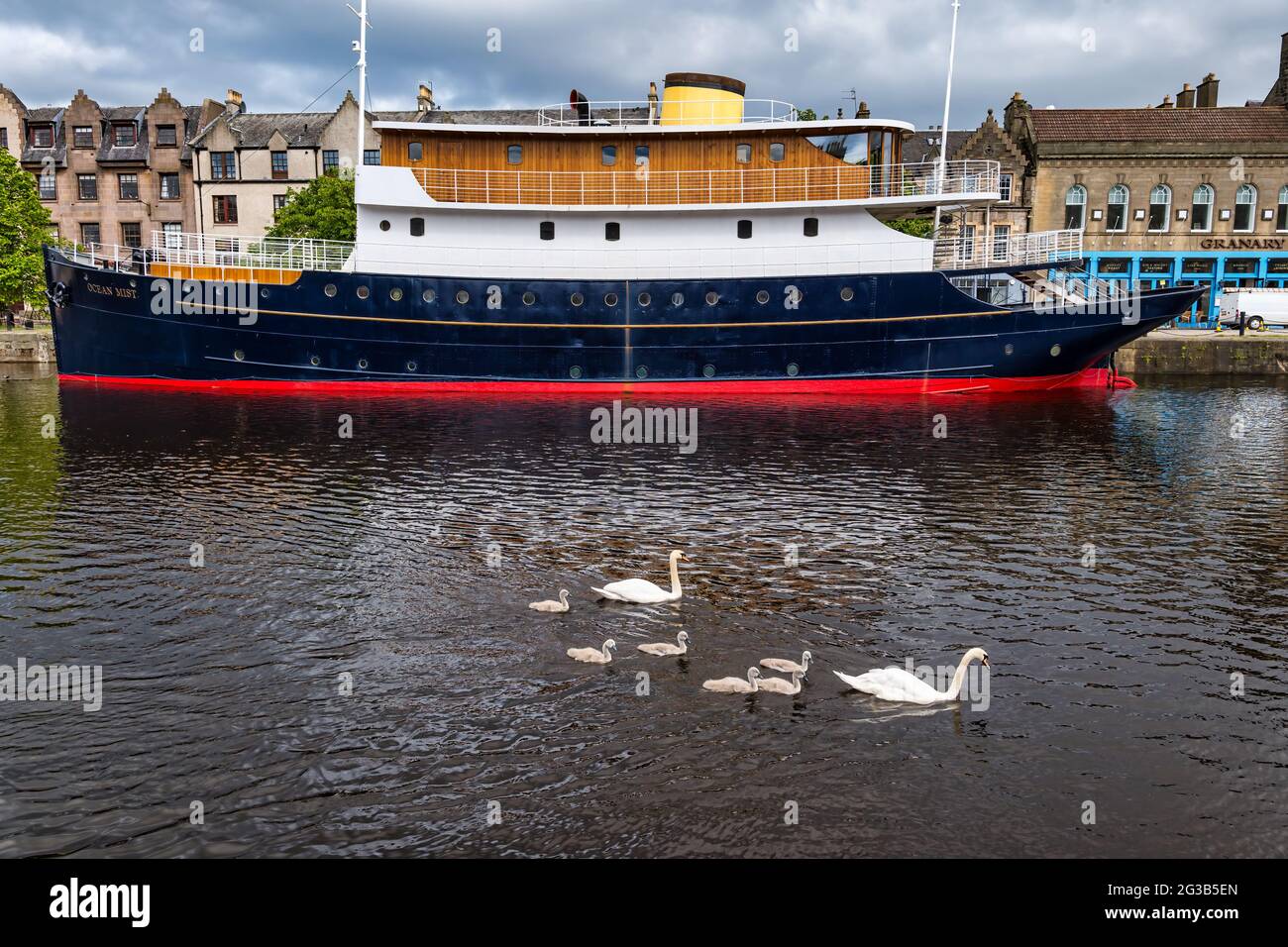 Das umgebaute Schiff Ocean Mist wurde in ein schwimmendes Hotel umgewandelt, in dem Schwäne und Cygnets im Wasser des Leith River, Edinburgh, Schottland, Großbritannien, schwimmen Stockfoto