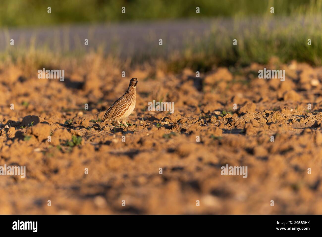 Gemeiner Quail Coturnix Coturnix männlicher Gesang in der Beauce-Ebene, Frankreich Stockfoto