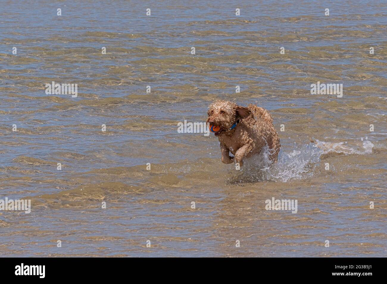 Ein Cockapoo-Hund, der mit einem Ball im Mund aus dem Meer läuft. Stockfoto