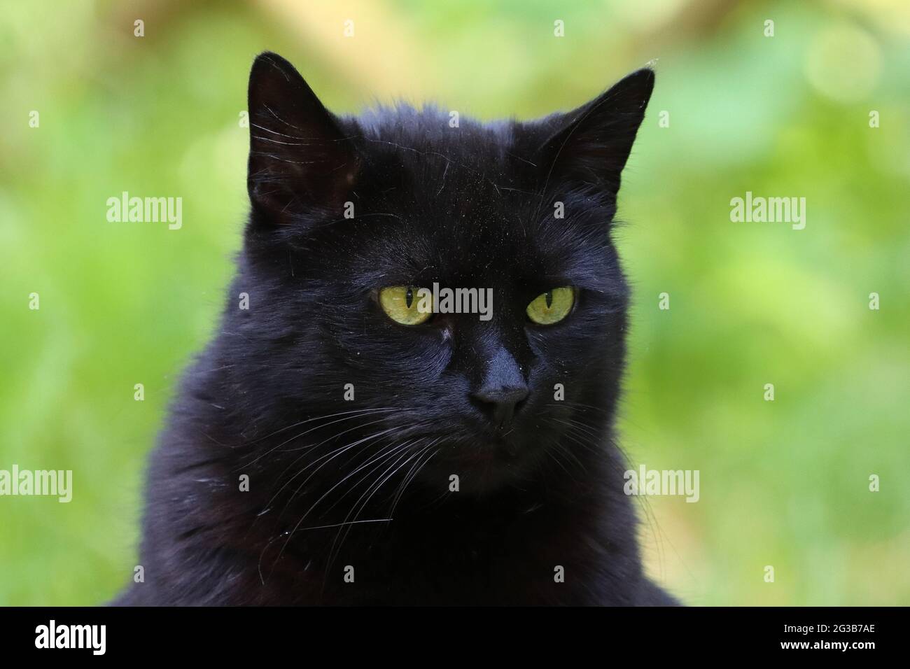 Schwarze Katze mit grünen Augen auf grünem Hintergrund Stockfoto
