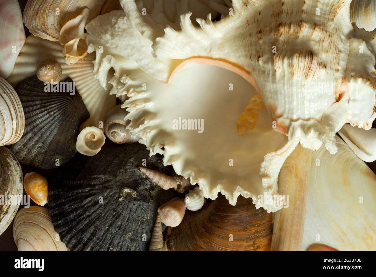 Muschelschalen wurden aus vielen Gründen schon lange gesammelt. Neben ihrer natürlichen Schönheit wurden sie für Dekoration, Schmuck, Geld und Farbstoffe verwendet Stockfoto