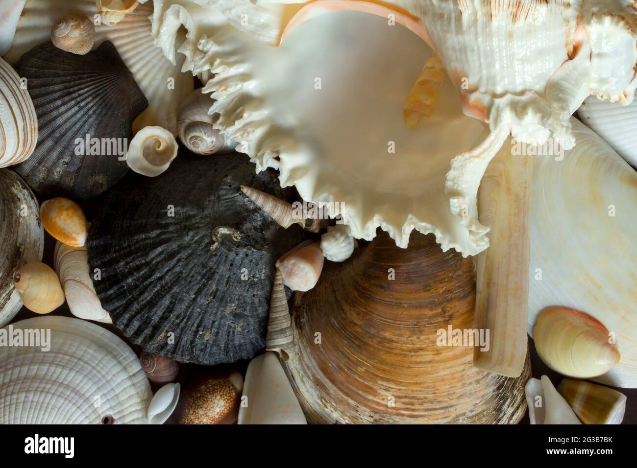 Muschelschalen wurden aus vielen Gründen schon lange gesammelt. Neben ihrer natürlichen Schönheit wurden sie für Dekoration, Schmuck, Geld und Farbstoffe verwendet Stockfoto