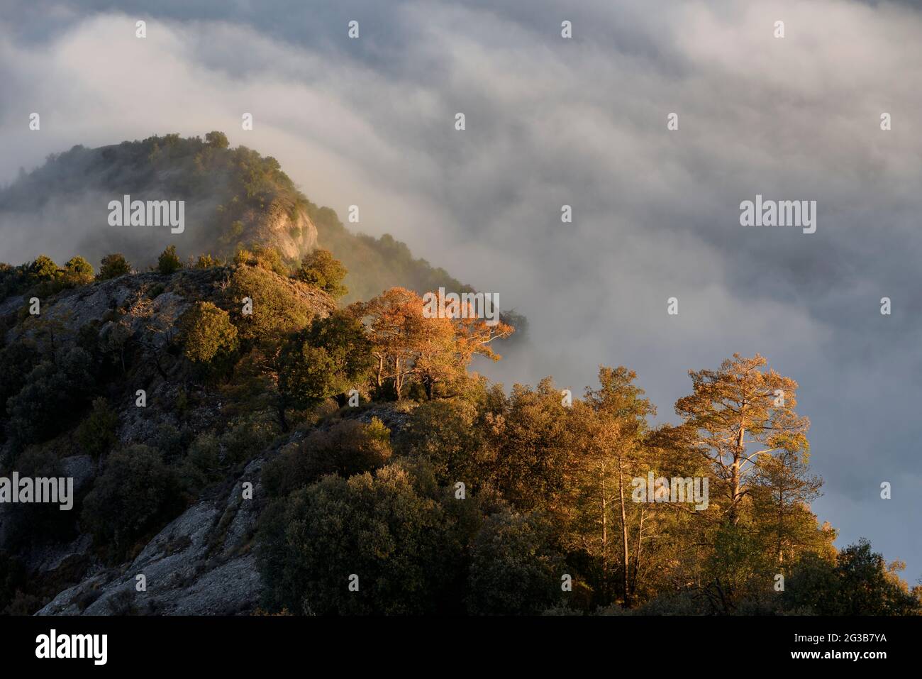 Detail von Fogs bei Sonnenaufgang vom Salga Aguda-Gipfel aus gesehen, in der Serra de Picancel-Reihe (Berguedà, Katalonien, Spanien, Pyrenäen) Stockfoto