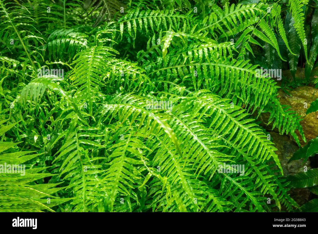 Ein dichter Waldfarn Busch in einem feuchten tropischen Park Stockfoto