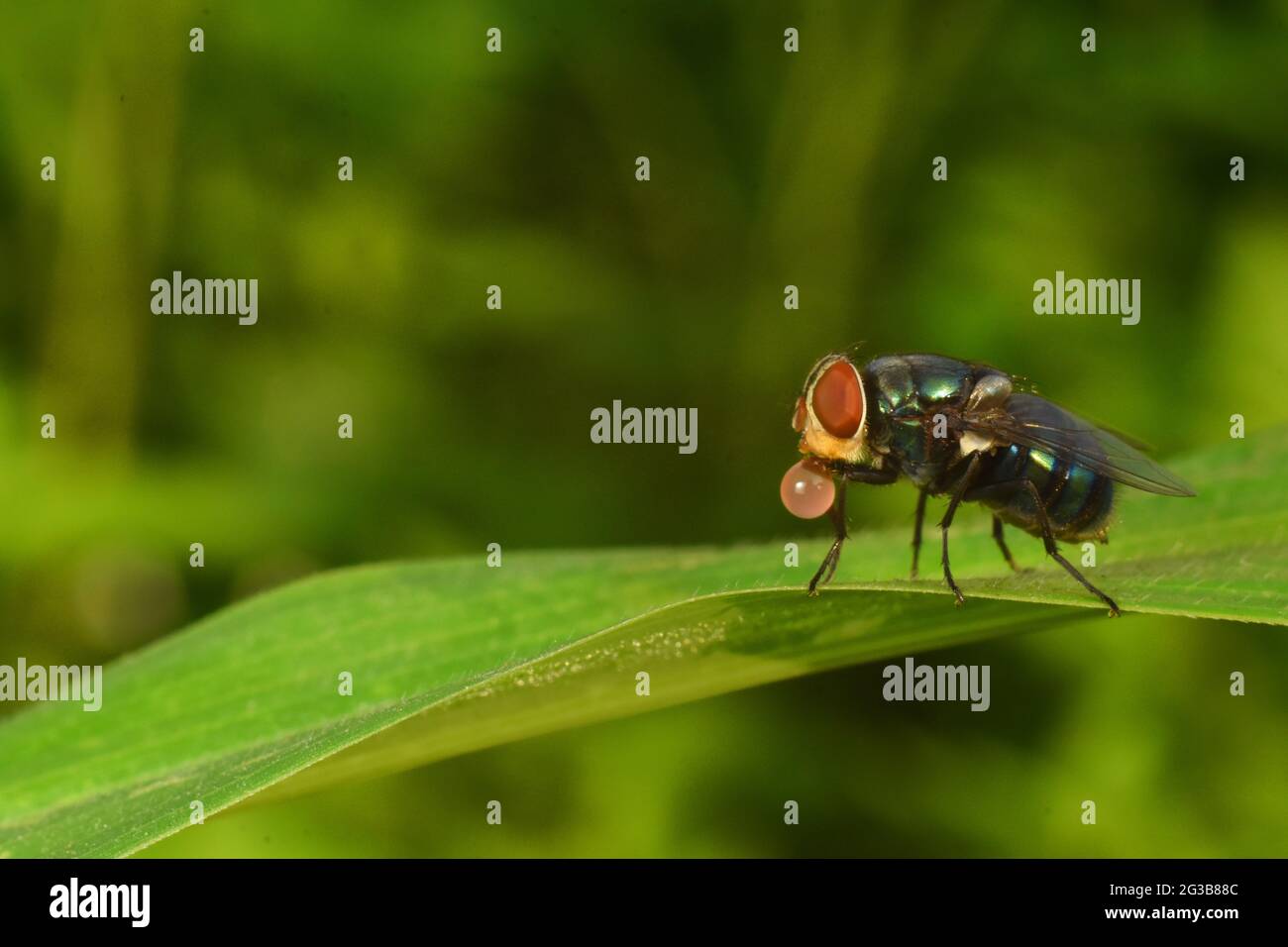 Eine Fliege, die die Blasenflüssigkeit regugitieren kann. Stockfoto