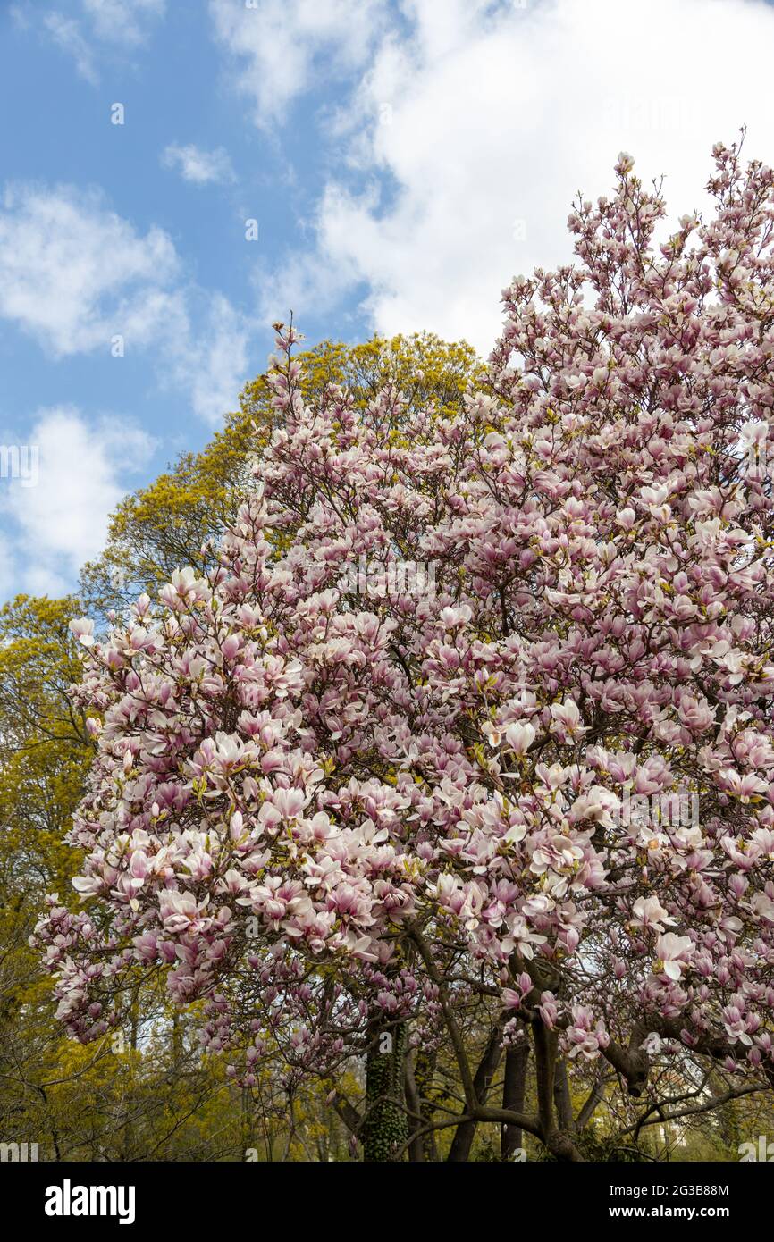 Magnolien sträubt sich im Frühling gegen einen blauen Himmel Stockfoto