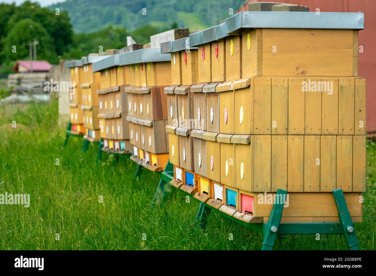 Bienenhaus aus Holz mit Bienen auf einem Grünfeld für die Honigproduktion Stockfoto