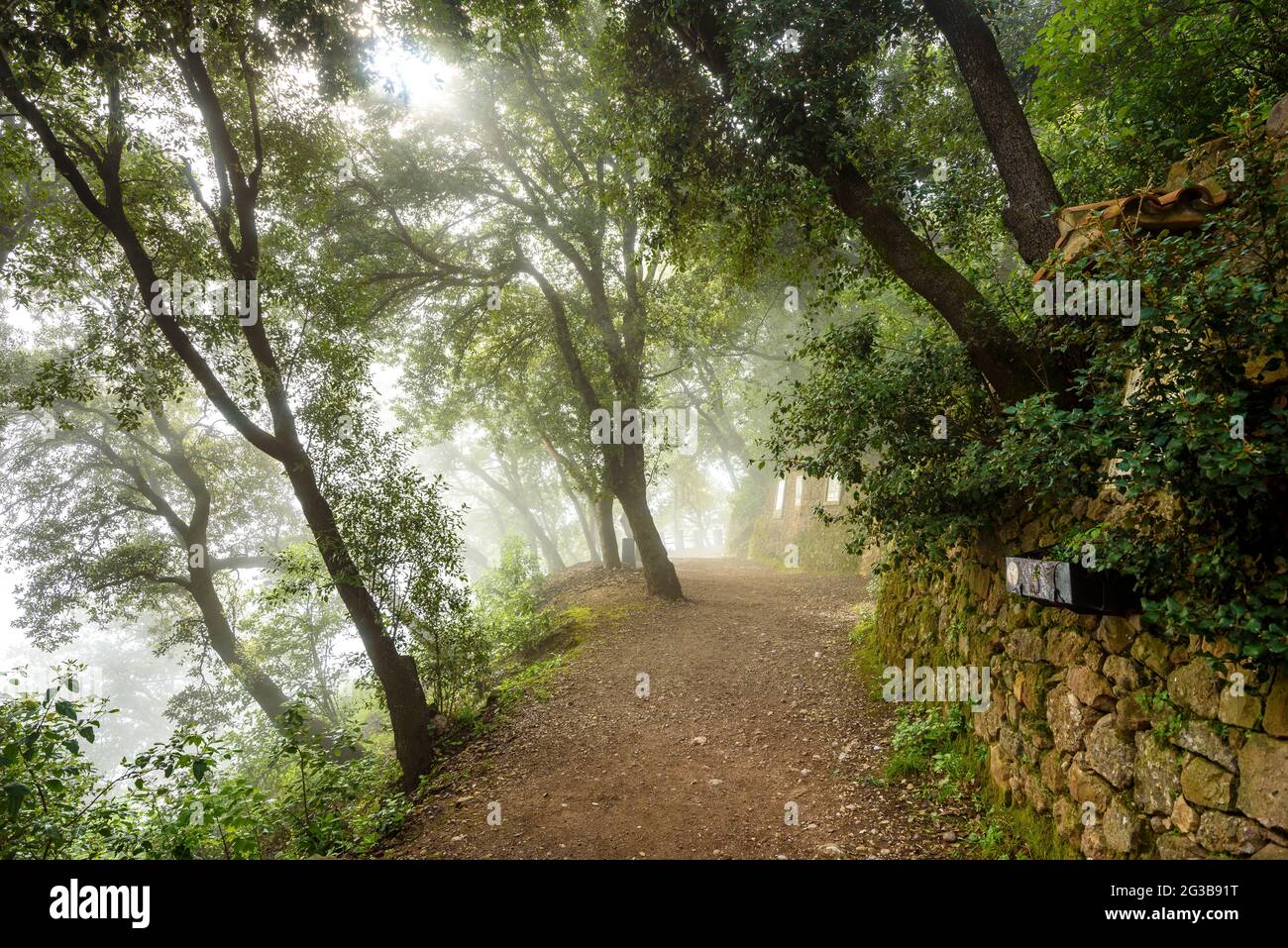 Nebel im Steineichenwald des Degotalls-Pfades, in Montserrat (Bages, Barcelona, Katalonien, Spanien) ESP: Niebla en el encinar de Montserrat, Cataluña Stockfoto