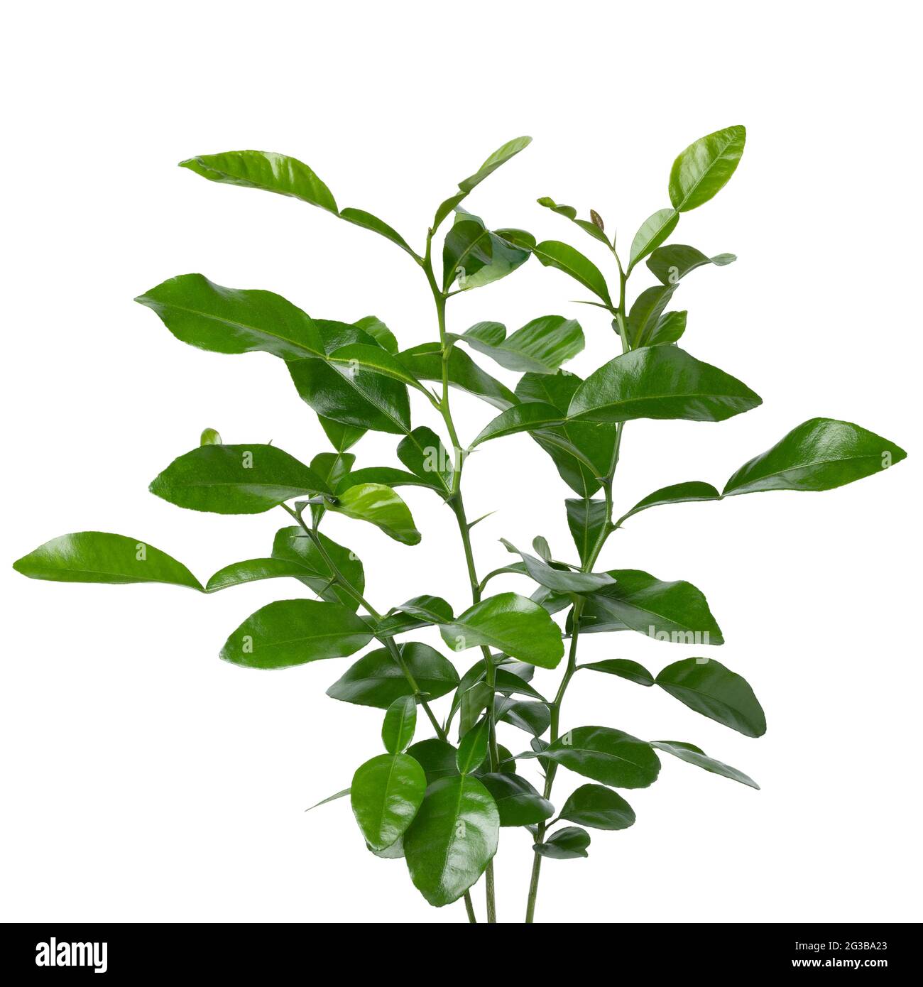 Frische grüne aromatische Kaffir-Kalk-Pflanze aus der Nähe auf weißem Hintergrund Stockfoto