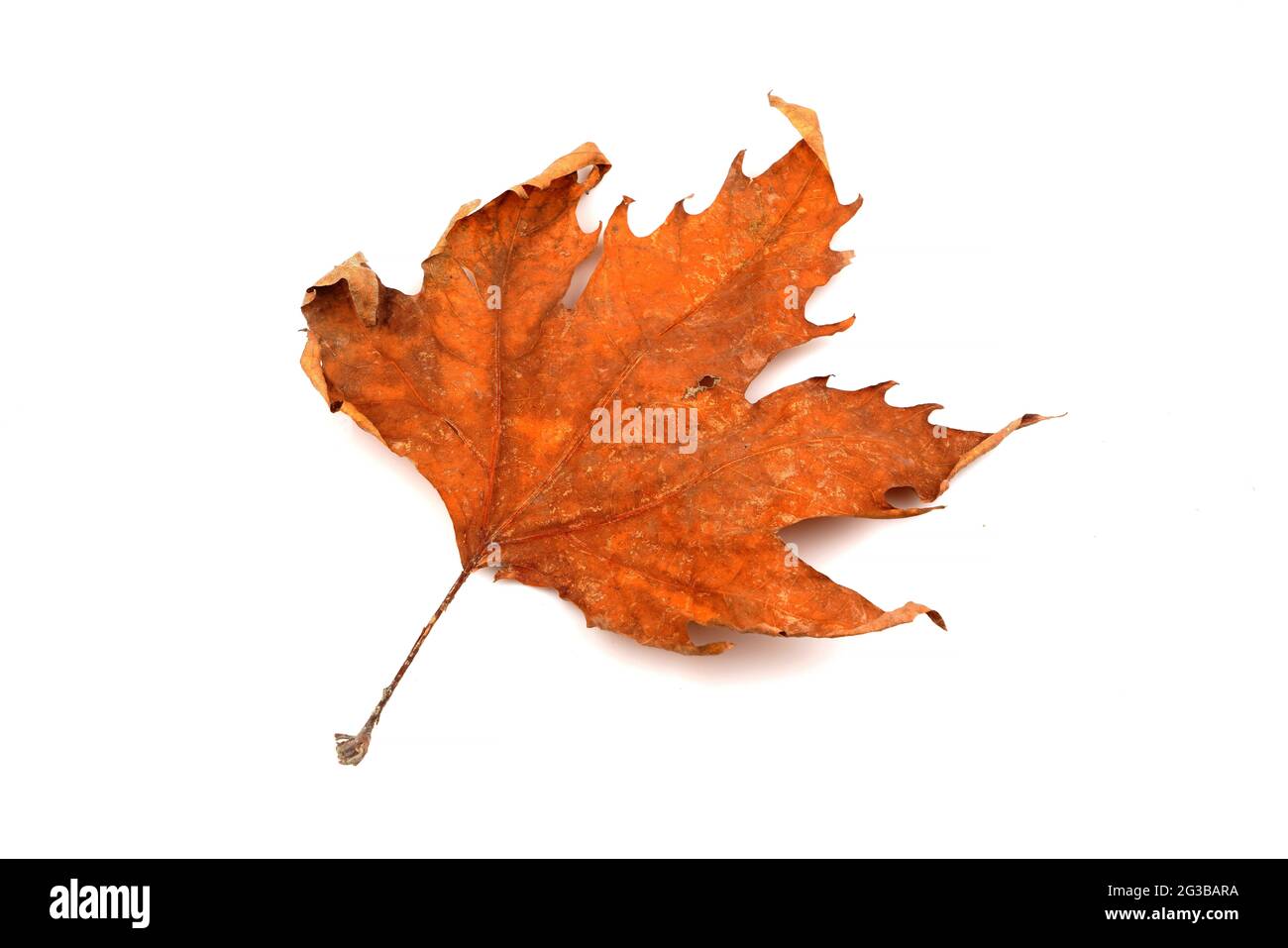 Herbst vergilbtes Ahornblatt. Isoliert auf weißem Hintergrund Stockfoto