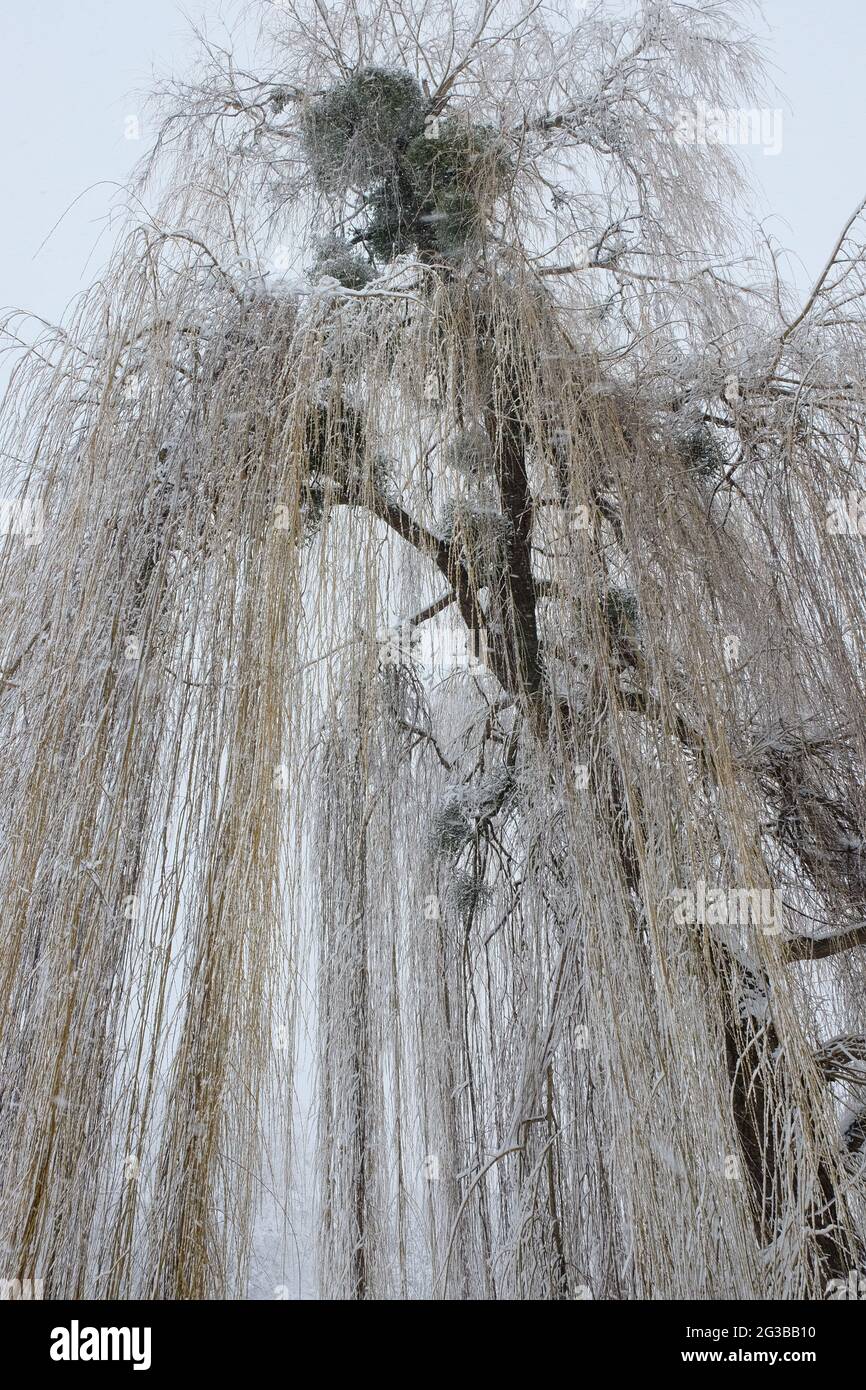 Lange Zweige einer Weide im Winter. Schneebedeckter Baum Stockfotografie -  Alamy