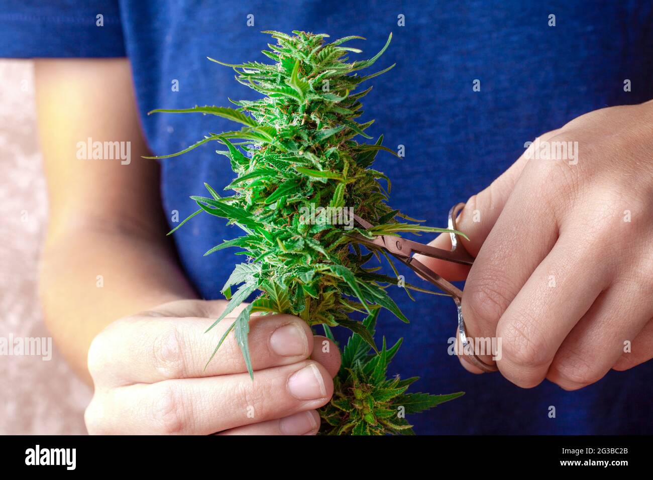 Hand mit Schere schneidet Marihuana, schneidet Cannabisknospen. Stockfoto