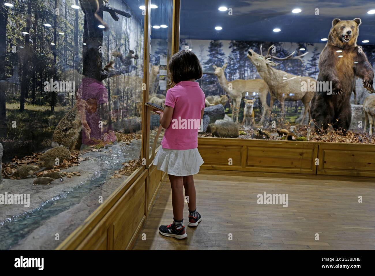 Das kleine Mädchen besucht das Naturkundemuseum mit einbalsamierten Wildtieren in Plovdiv, Bulgarien. Stockfoto