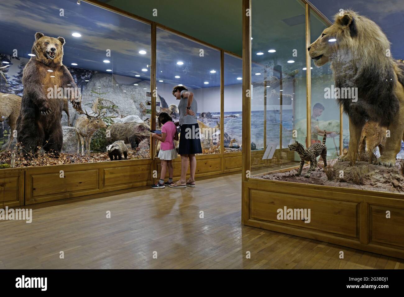Das kleine Mädchen besucht das Naturkundemuseum mit einbalsamierten Wildtieren in Plovdiv, Bulgarien. Stockfoto
