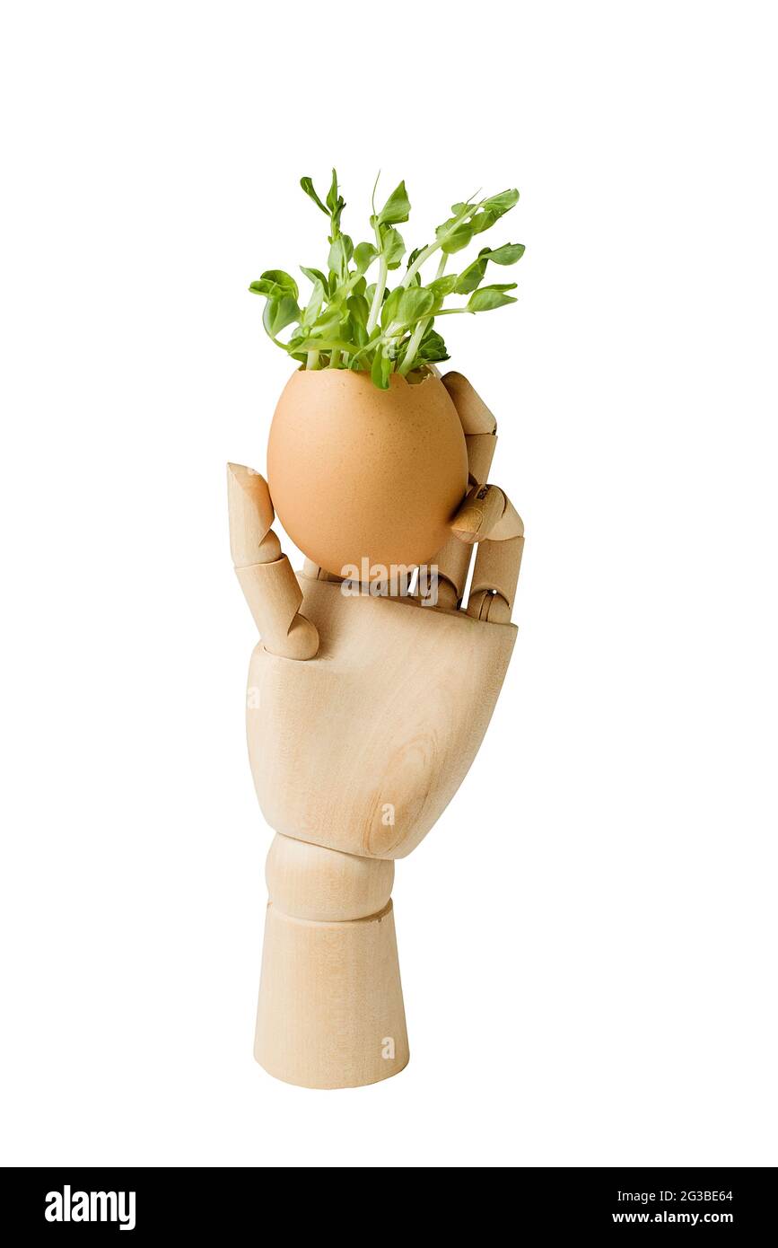 Microgreens in Holzhand isoliert auf weiß mit Clipping Pfad. Micro Greens zum Verkauf. Vitamine aus der Natur. Vegane und gesunde Superfood Delivery ser Stockfoto