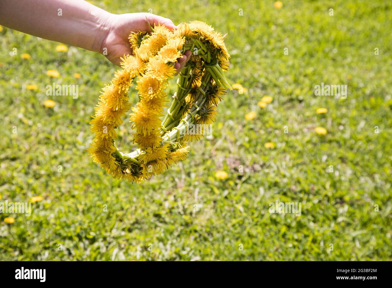 Die Hand einer Frau hält einen Kranz aus Elendelionen. Stockfoto