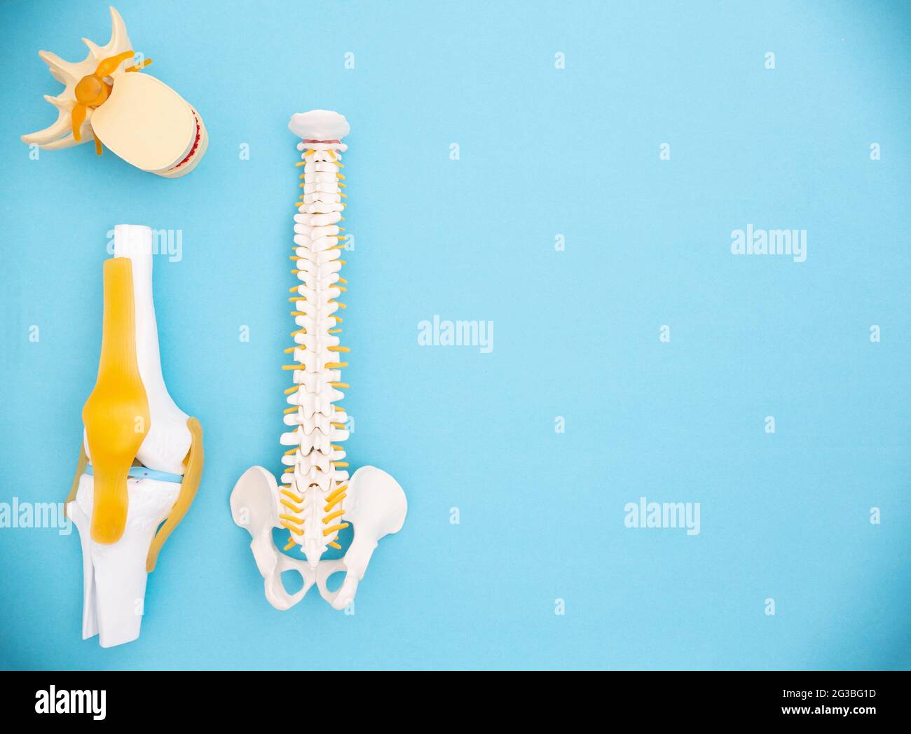 Medizinische Modelle der menschlichen Wirbelsäule, des Kniegelenks und der Bandscheibe auf blauem Hintergrund. Das Konzept der Behandlung des menschlichen Bewegungsapparates Stockfoto
