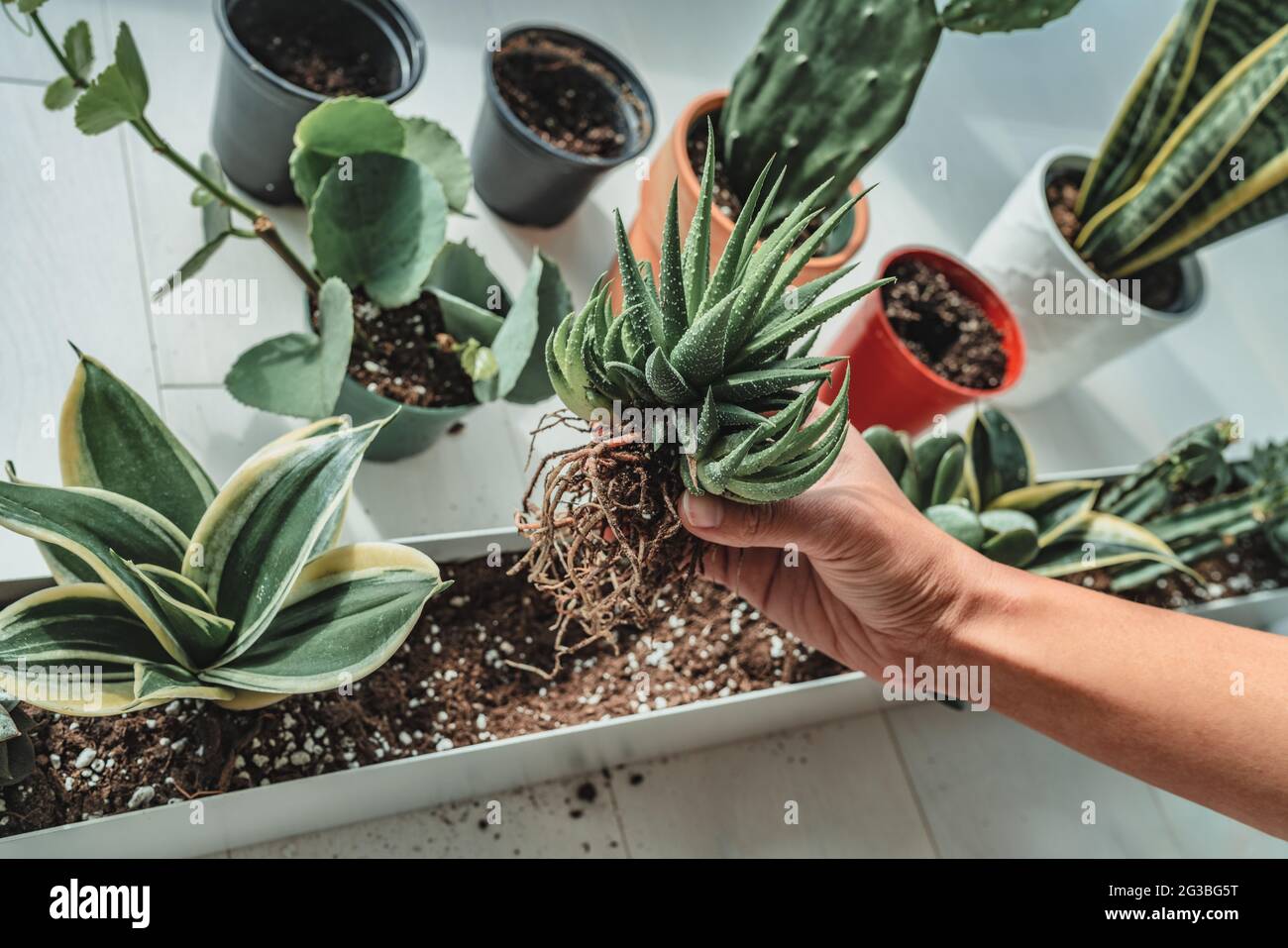 Home Gartenarbeit Frau Pflanzen neue Sukulente Hawthoria-Pflanze in Wohnung Indoor-Garten-Pflanzer. Verpflanzen wurzelgebundener Pflanzen in Blumenerde Stockfoto