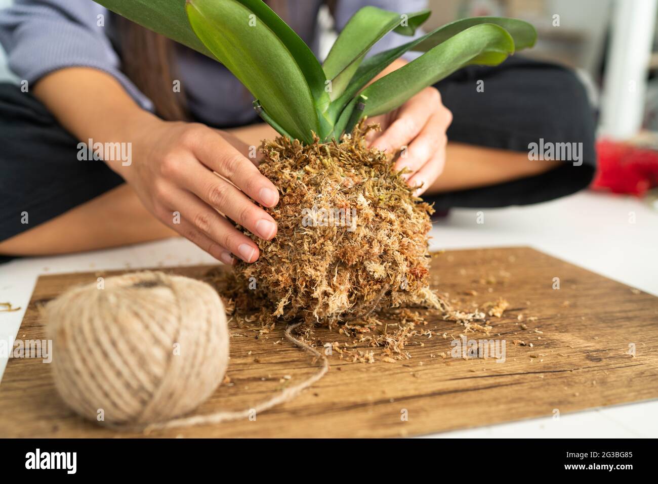 DIY Heimtextilien mit Luft Pflanze hängen japanischen Moos Ball. Frau, die Orchidee kokedama mit Moos und Seil macht. Gartenarbeit im Innenbereich Stockfoto