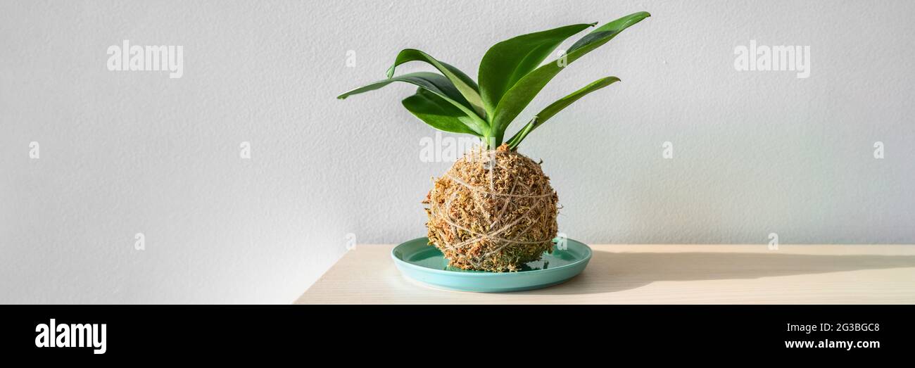 Kokedama Orchidee japanische Moos Ball Pflanze. Gartenarbeit zu Hause DIY Dekor Kunsthandwerk Banner Panorama Stockfoto