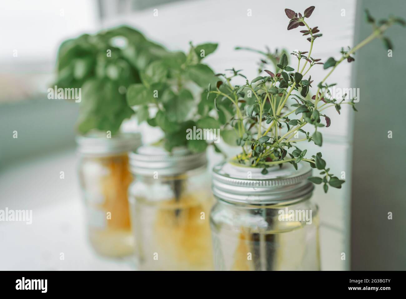 Frische Kräuter, die auf der Küchenarbeitsplatten gärtnerisch arbeiten, Ansicht von oben von genovesischem Basilikum, Minze, Thymian in hydroponischen kratky-Methodengläsern Stockfoto