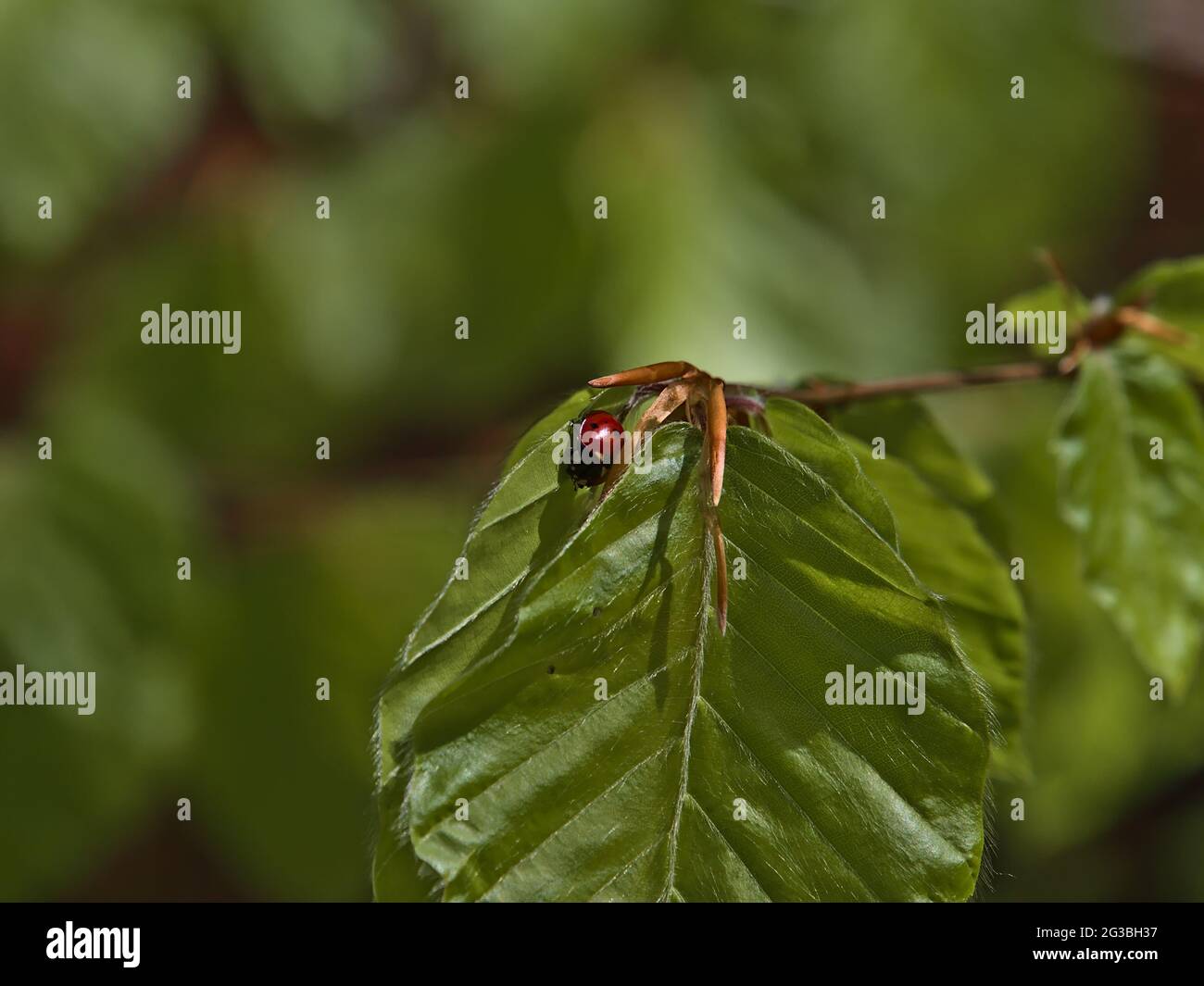 Winziger Marienkäfer (coccinella septempunctata) mit sieben Punkten und rotem Elytron und sieben schwarzen Punkten, die im Frühling auf einem grünen Blatt einer Birke sitzen. Stockfoto