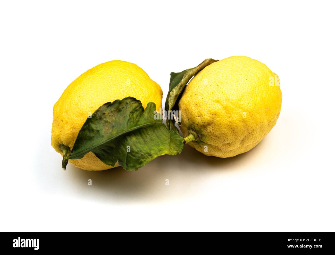 Nahaufnahme von Amalfi-Zitronen, sfusato amalfitano, auf weißem Hintergrund Stockfoto